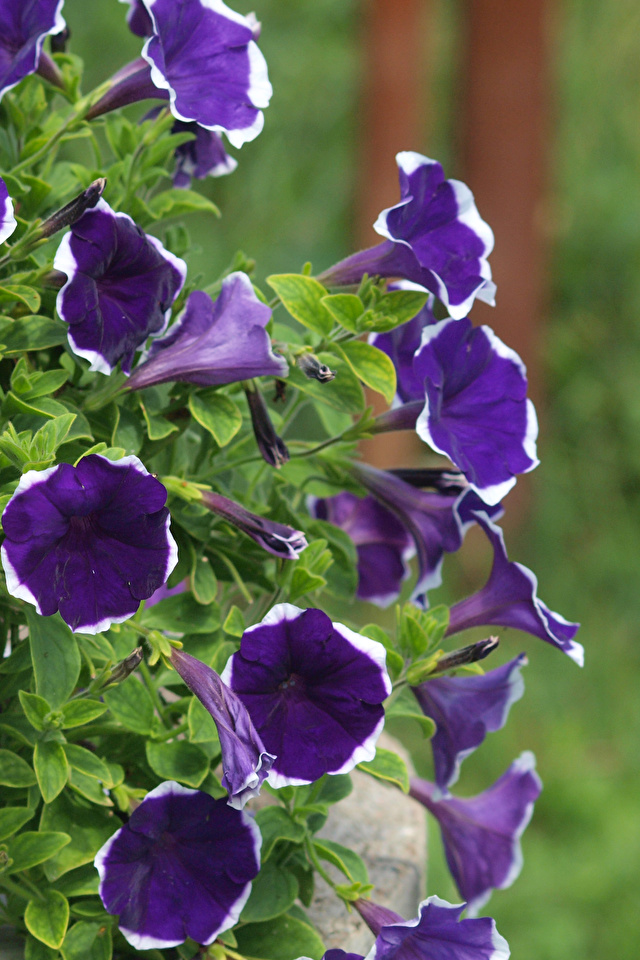Фотография фиолетовая Цветы Петунья вблизи 640x960 для мобильного телефона Фиолетовый фиолетовые фиолетовых цветок петуния Крупным планом