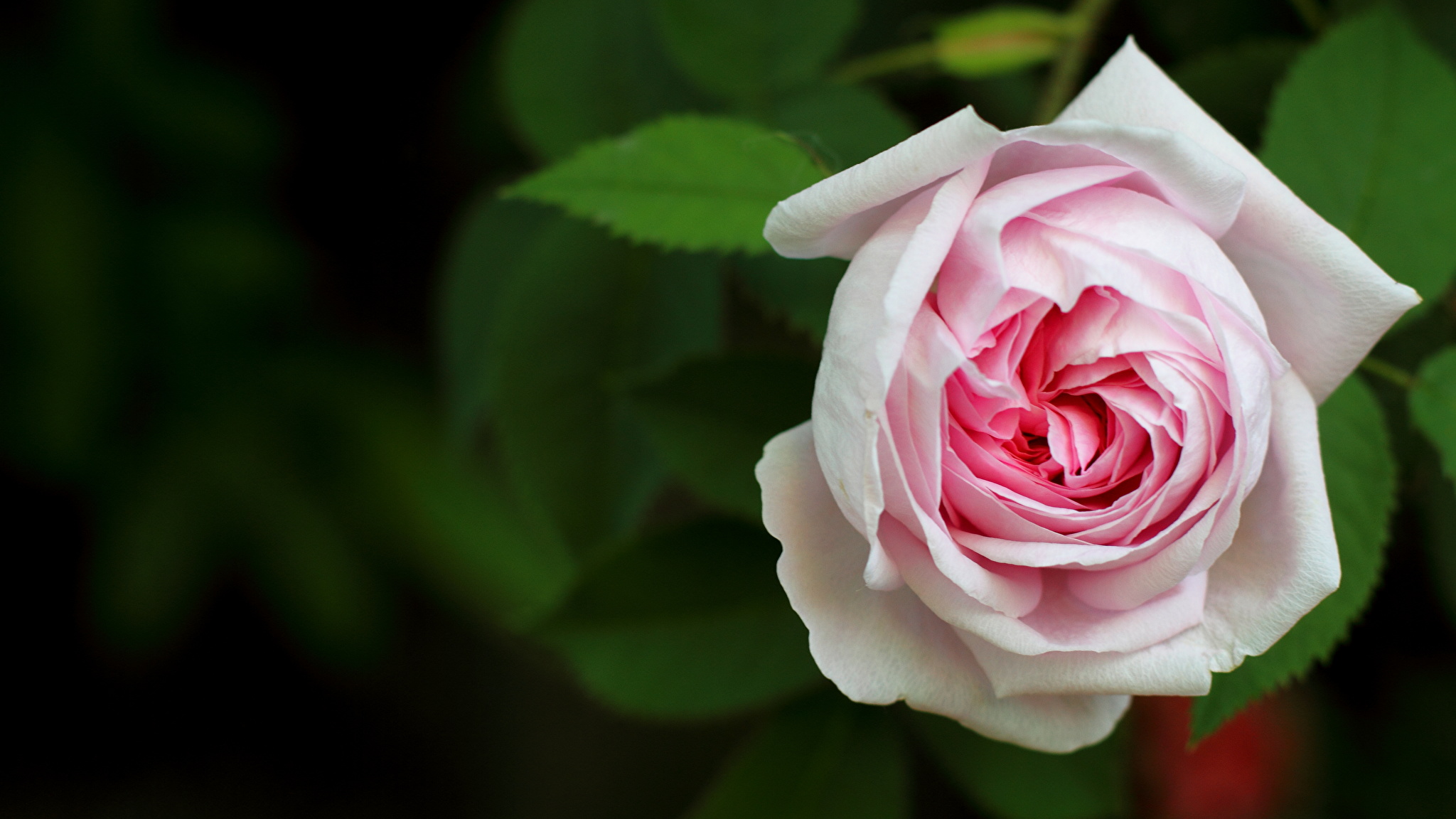 Розы крупные бело розовые