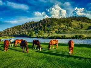 Картинки Реки Лошадь Штаты Луга HDRI Холм Трава Wyoming животное