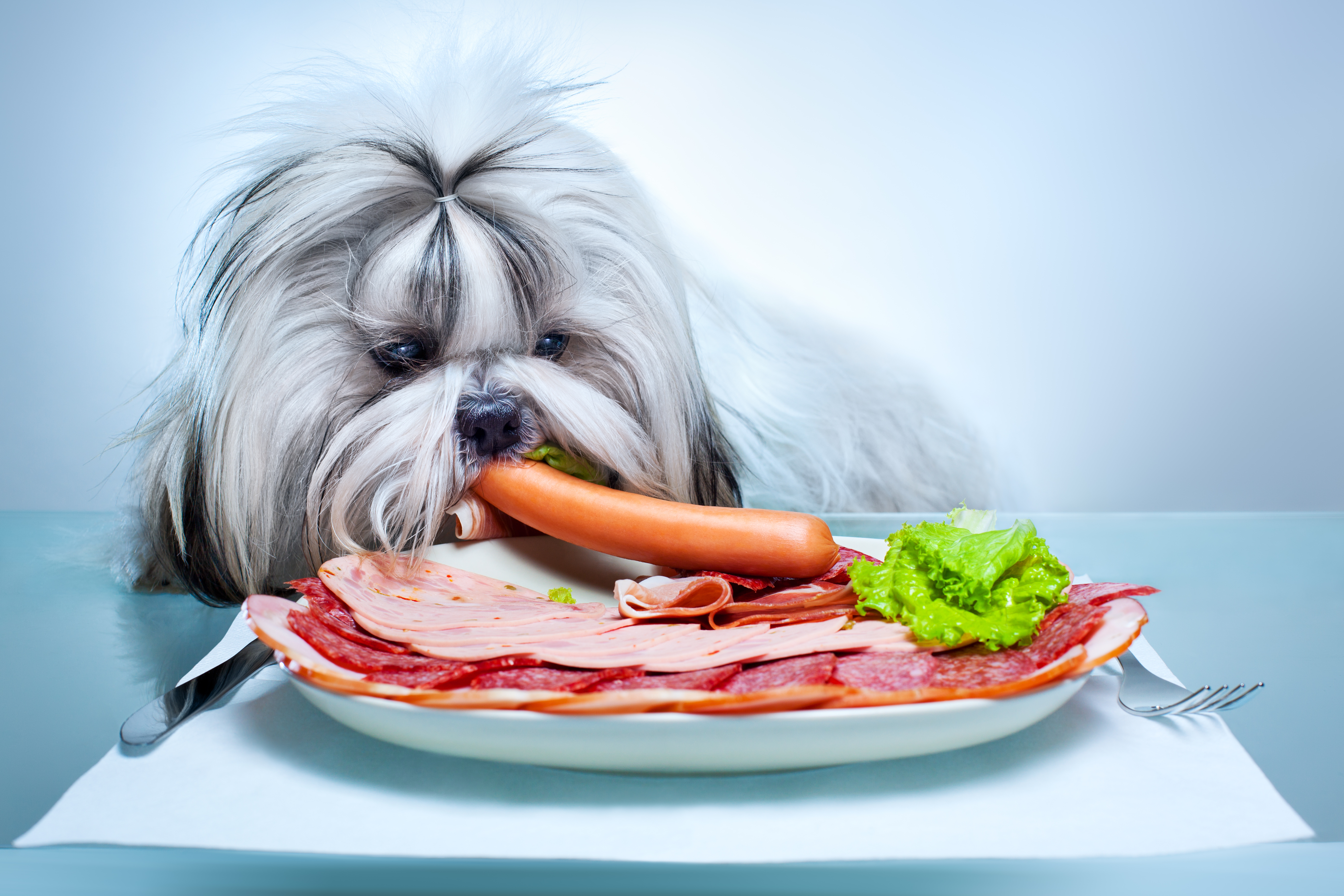 еда булка собака животные без смс