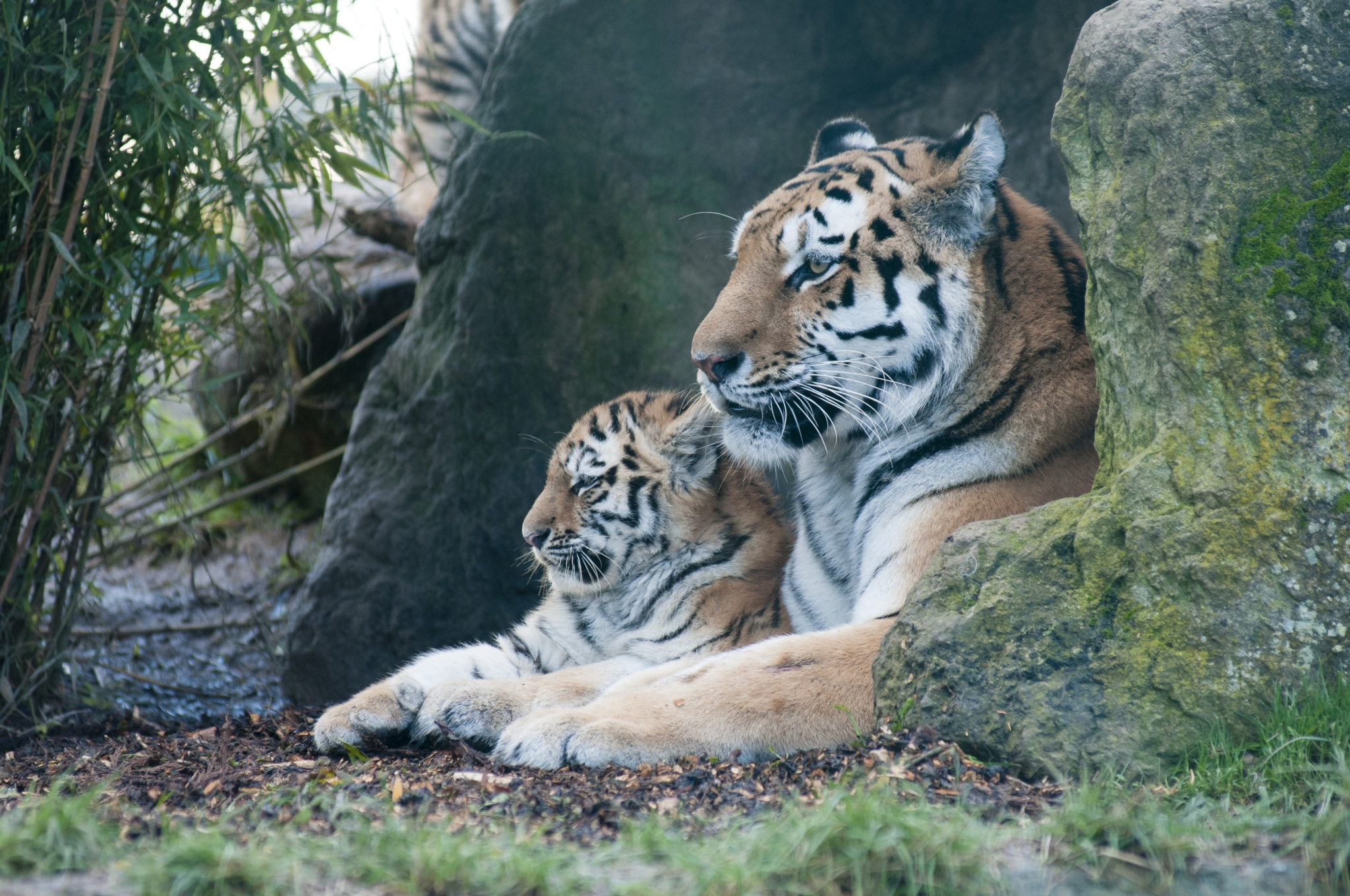 Сохранение тигров. Амурский тигр фото. Тигр в природе. Редкие тигры. Исчезновение редких видов животных.