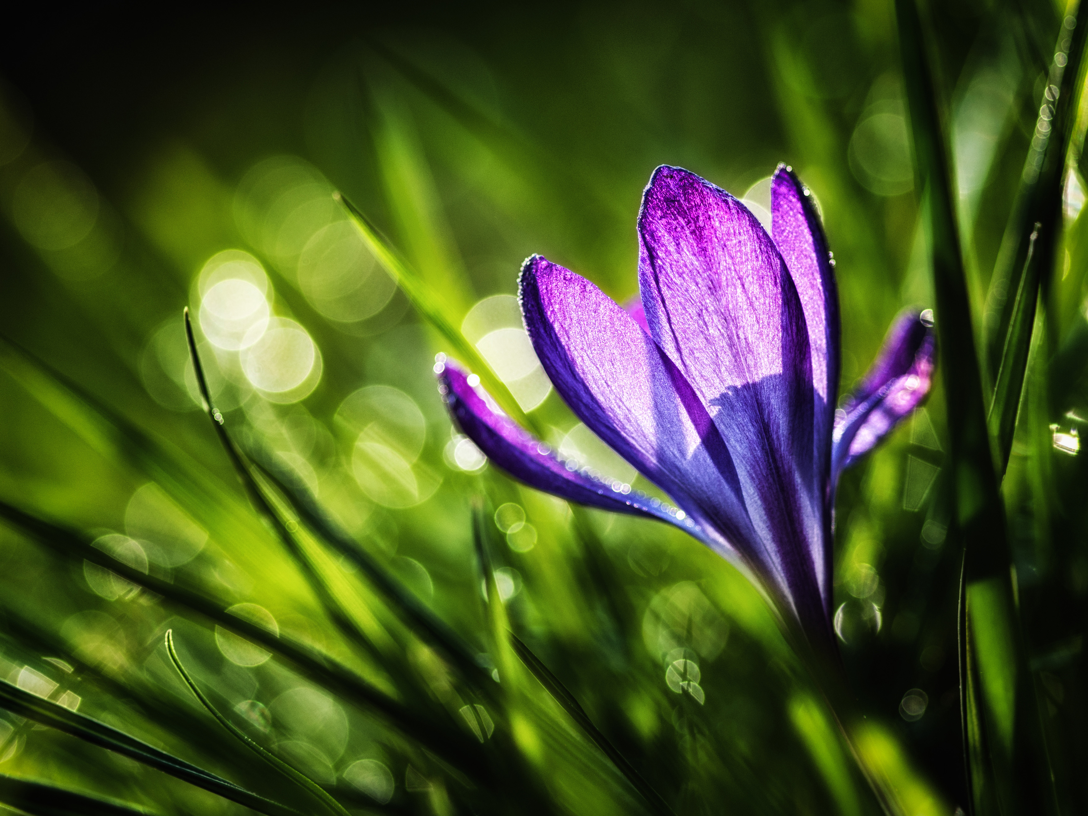 макро цветок зелено-фиолетовый загрузить