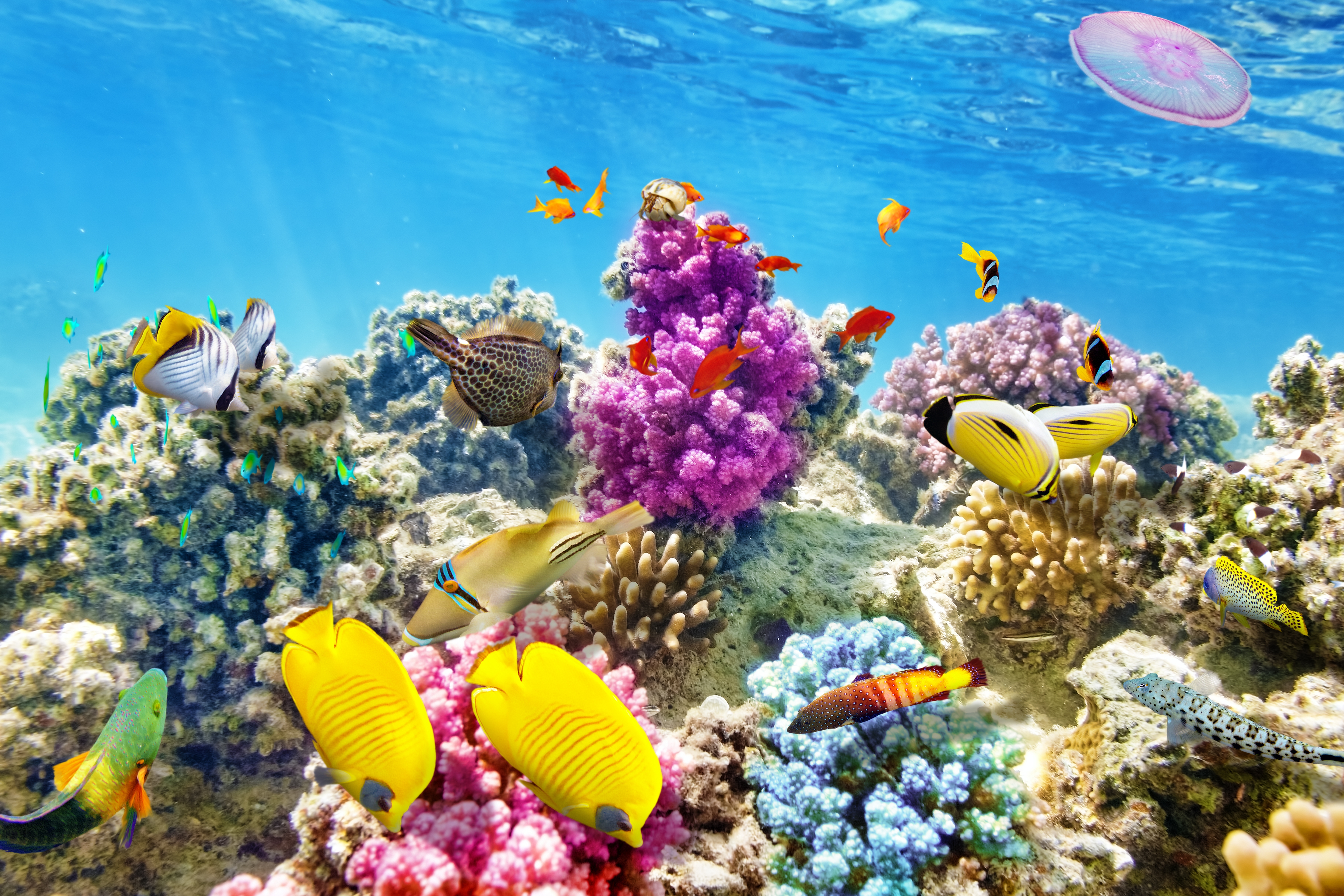 природа рыба море коралловый риф скачать