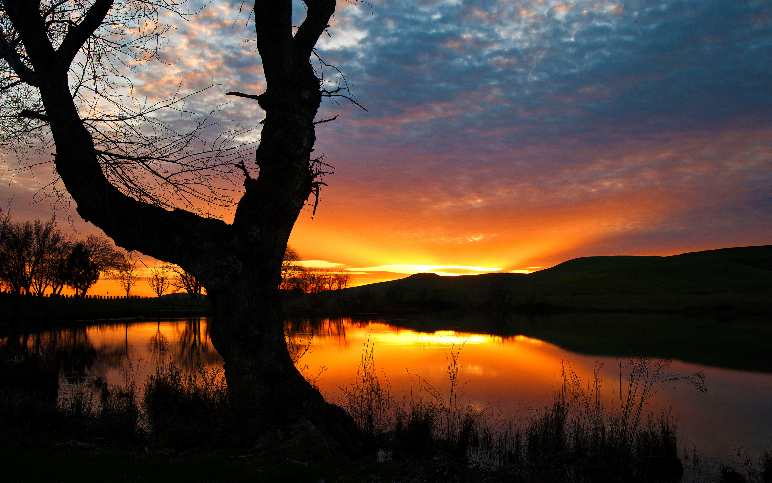 Фотография силуэта Природа Небо Озеро рассвет и закат деревьев 2560x1600 Силуэт силуэты Рассветы и закаты дерево дерева Деревья