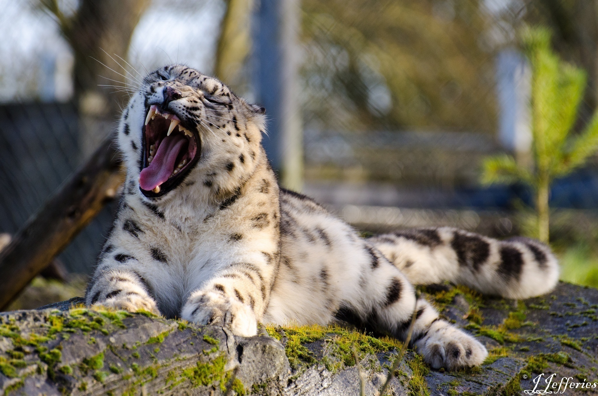 животное природа белый снежный леопард без смс