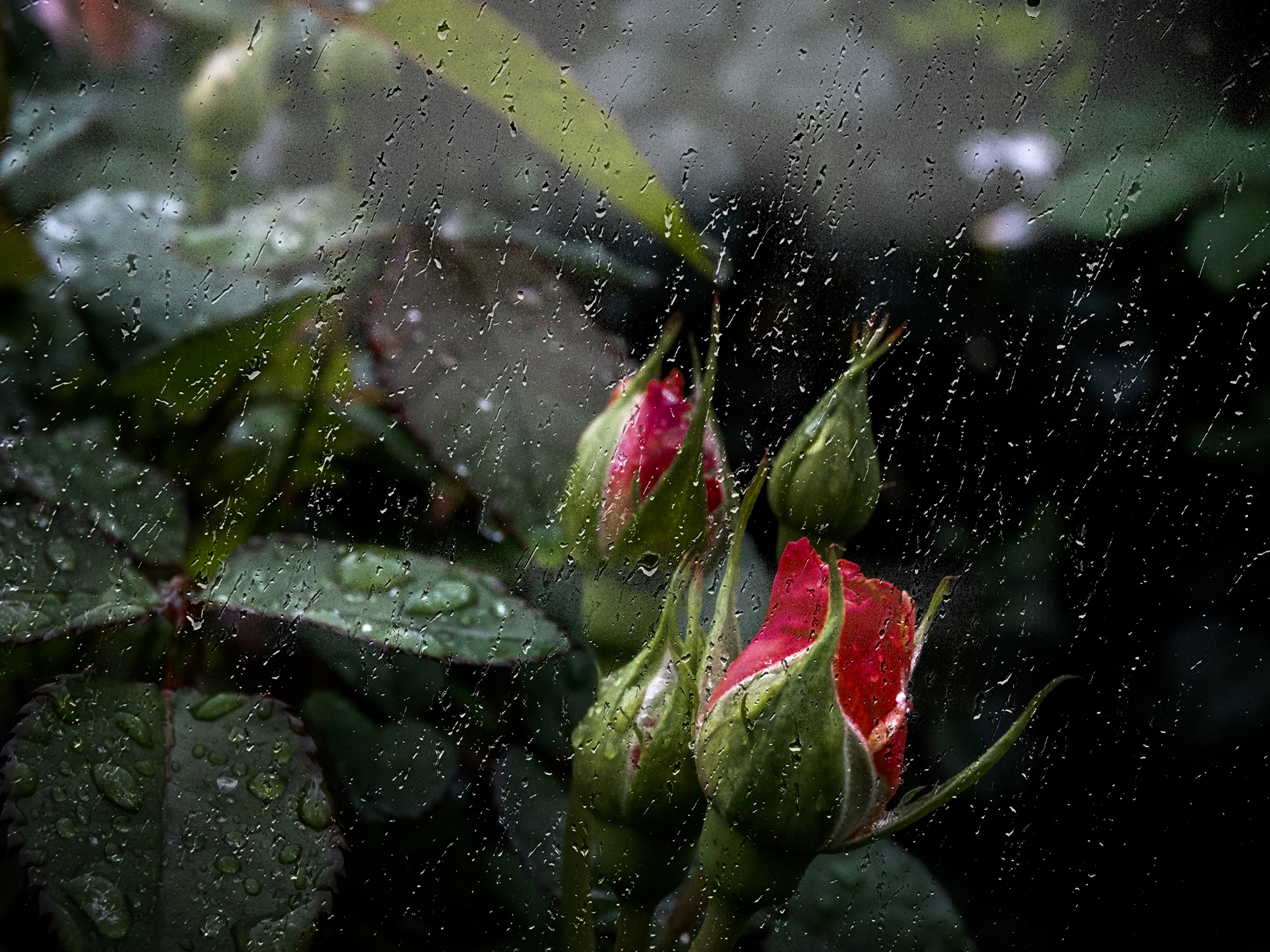 Цветы в каплях дождя