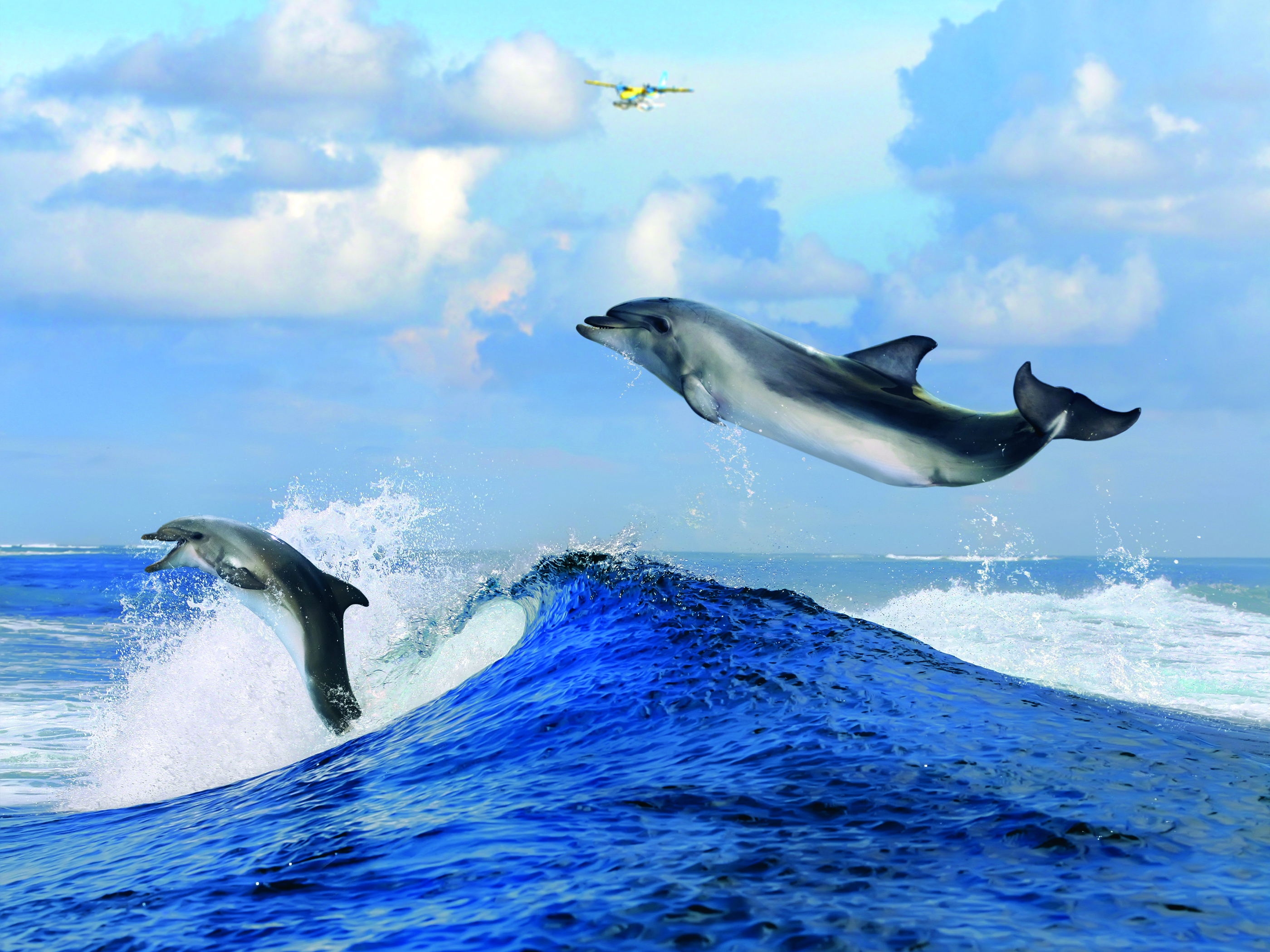 Живая природа дельфины. Дельфины. Дельфины картинки. Дельфин в прыжке. Море.