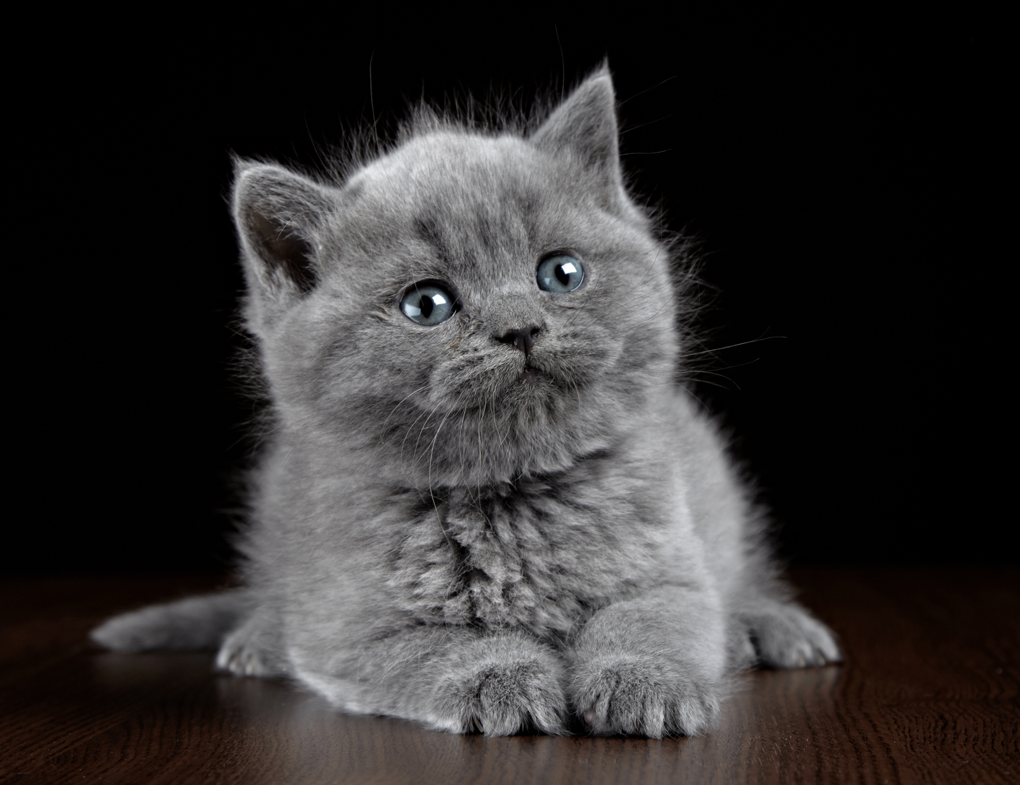 Имя для кота мальчика серого цвета. Серый британец котенок. Британец серенький котенок. Кот британец серый. Британская кошка.