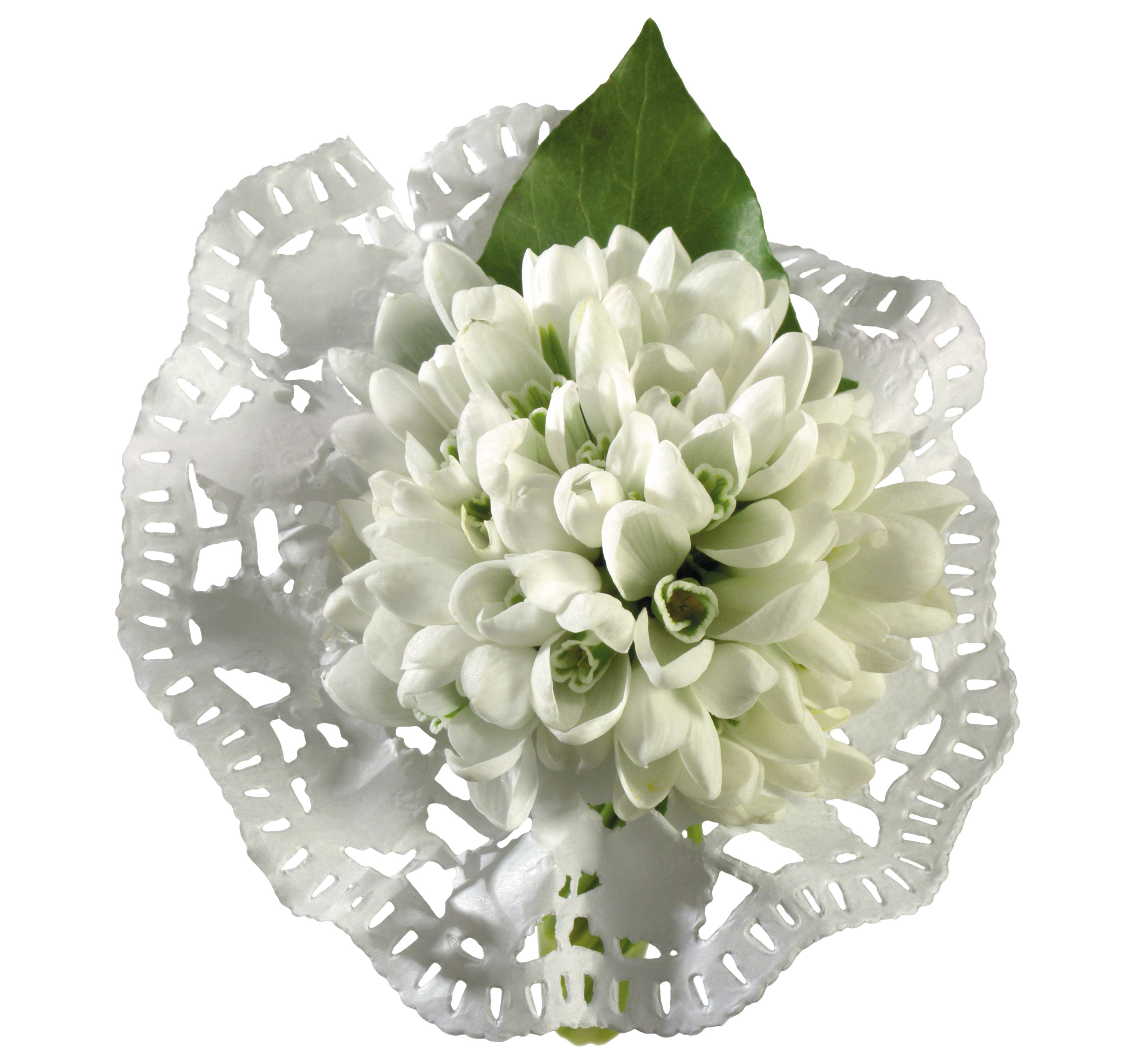Фото цветок Подснежники Белый фон Крупным планом Цветы Галантус вблизи белом фоне белым фоном