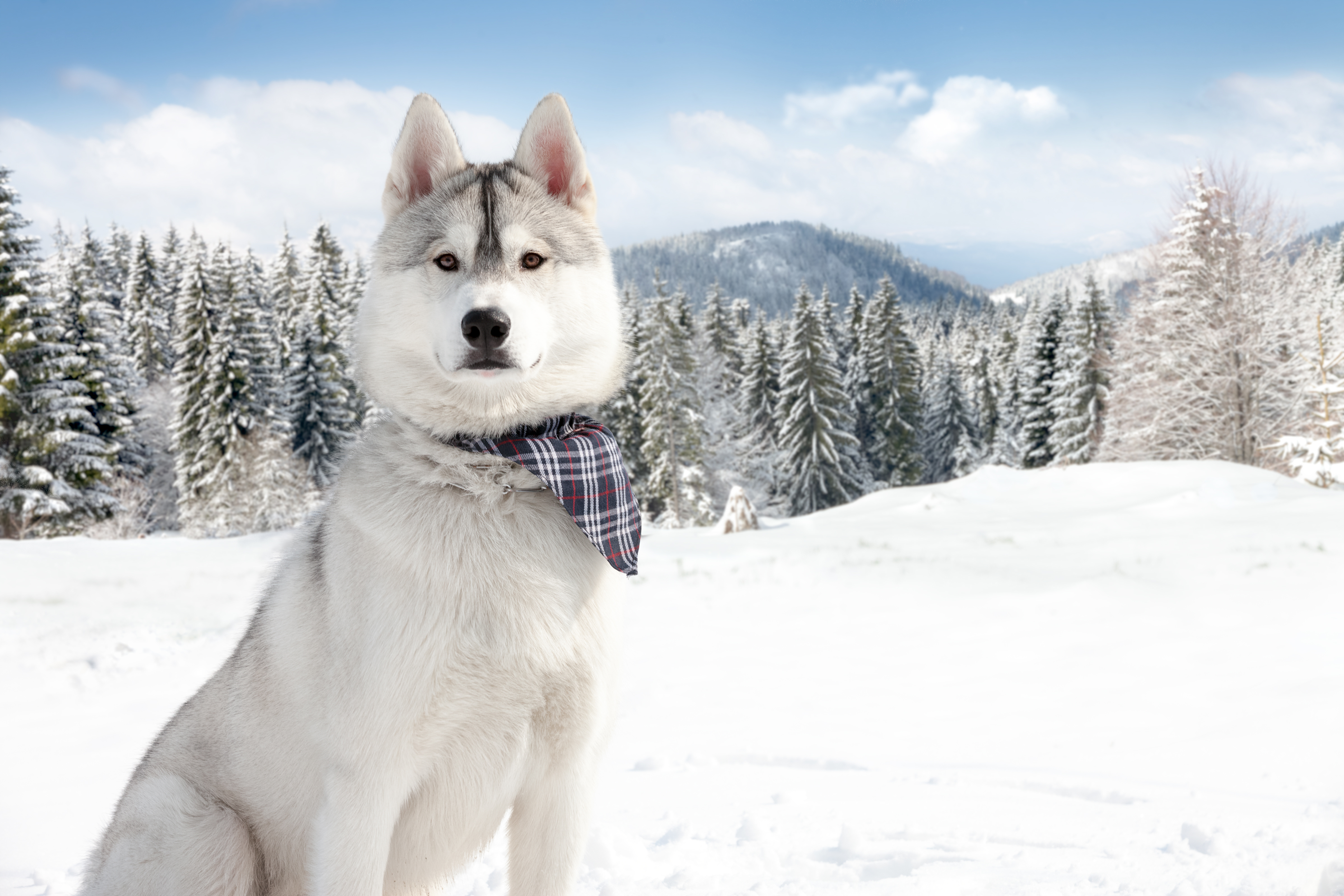 рыжая собака посреди снега загрузить