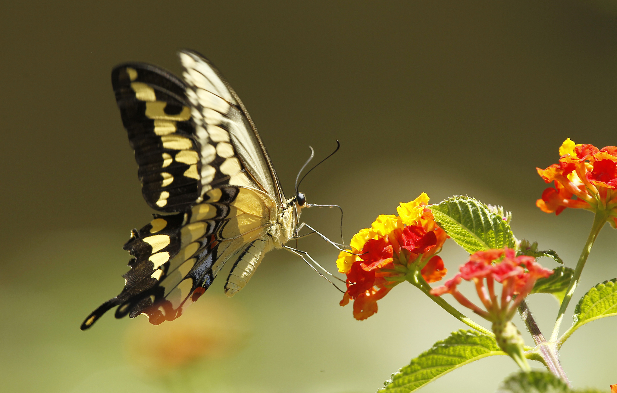 бабочка крылья цветок природа загрузить