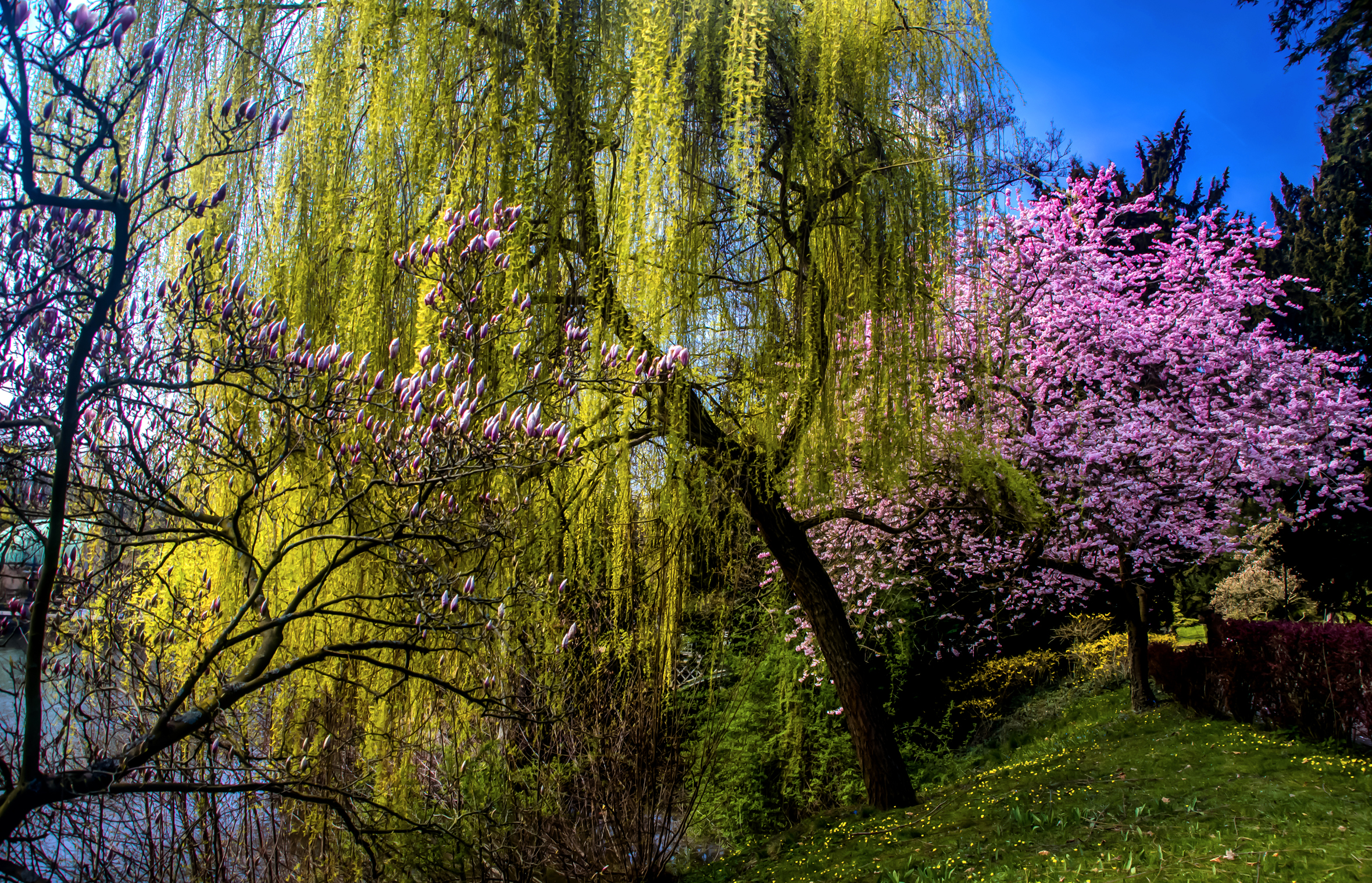 Очень красиво цветет. Сад Кавати Фудзи. Абрикосовая Долина Китай. Весеннее дерево.