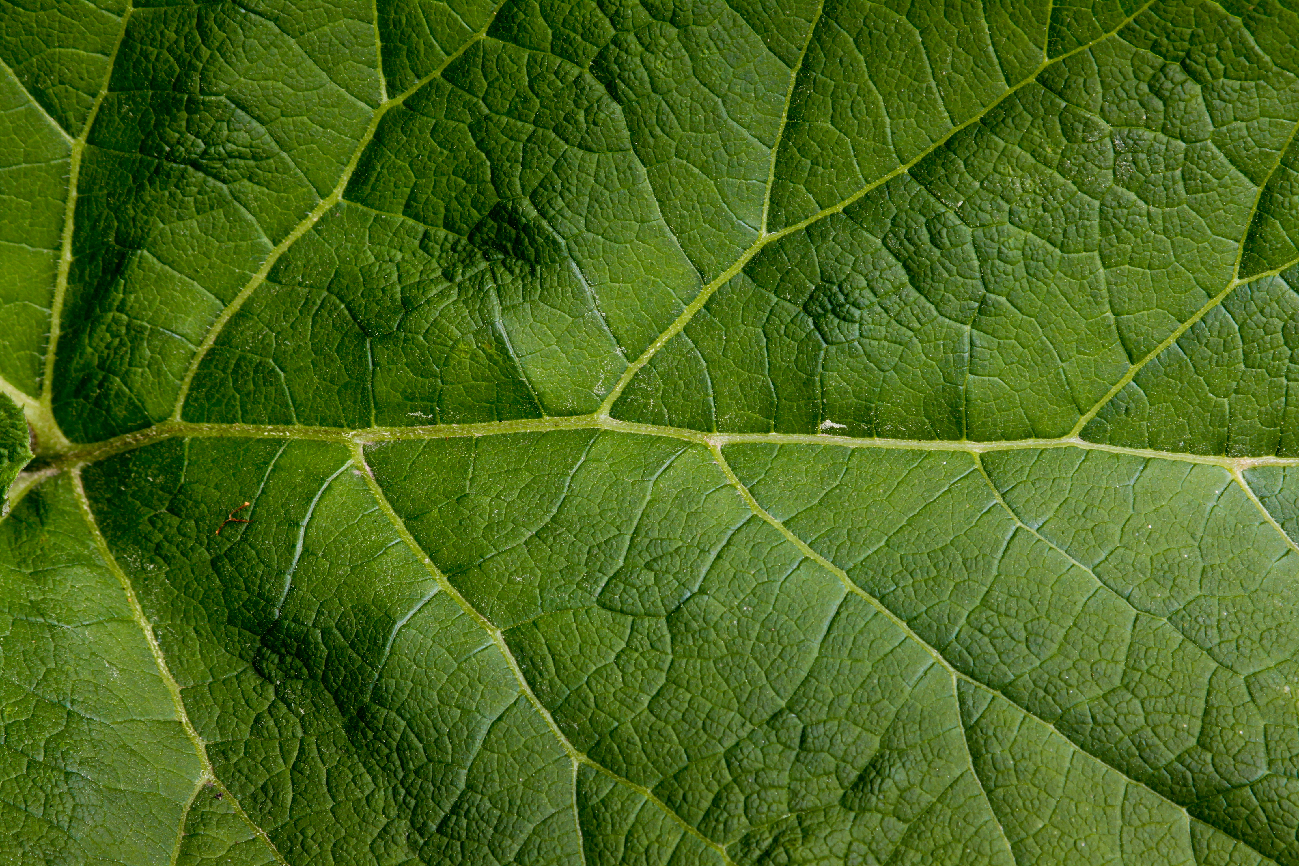 графика текстуры листья без смс