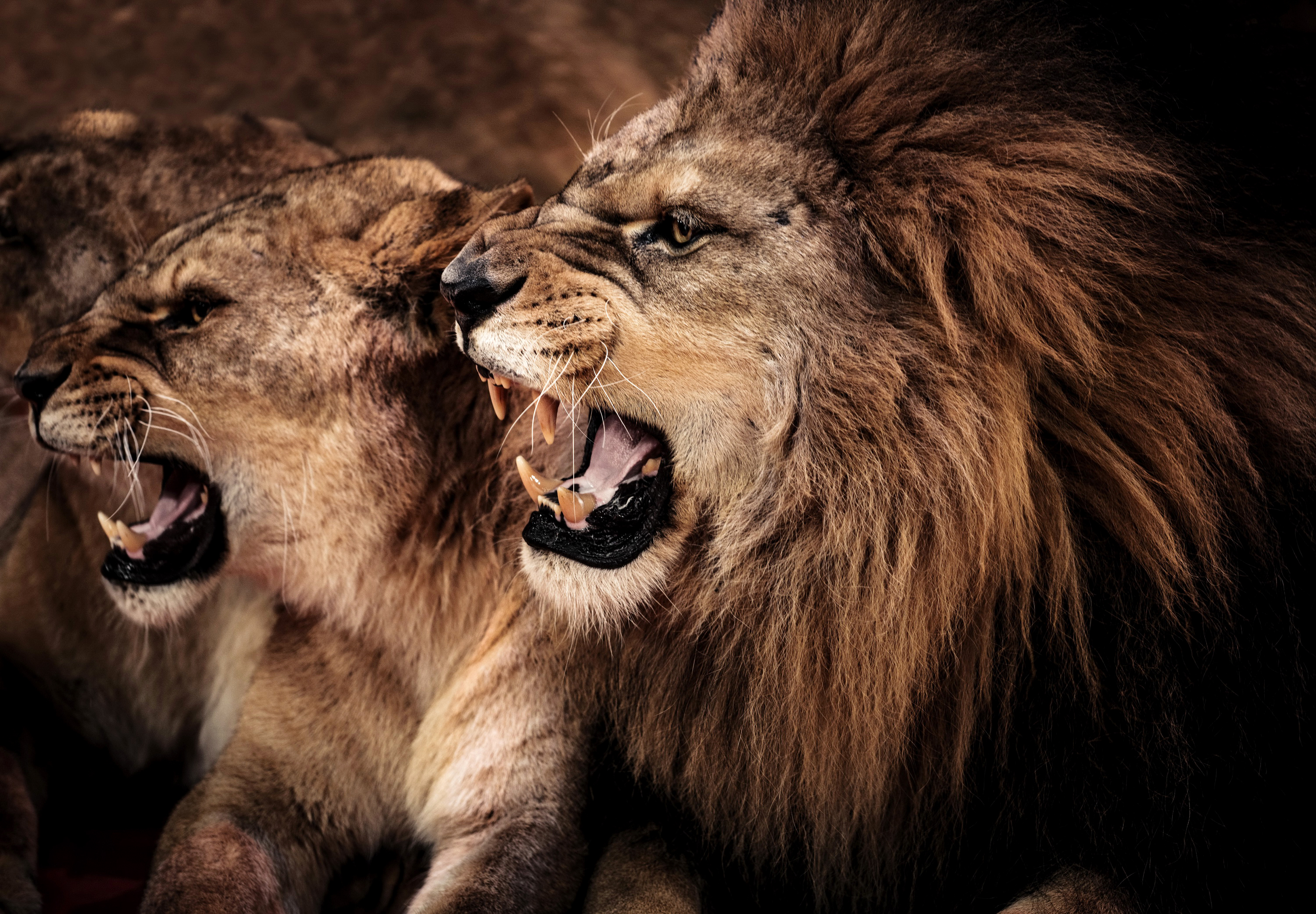 Свирепый любовь. Лев и львица. Оскал Льва. Лев картинки. Злой Лев.