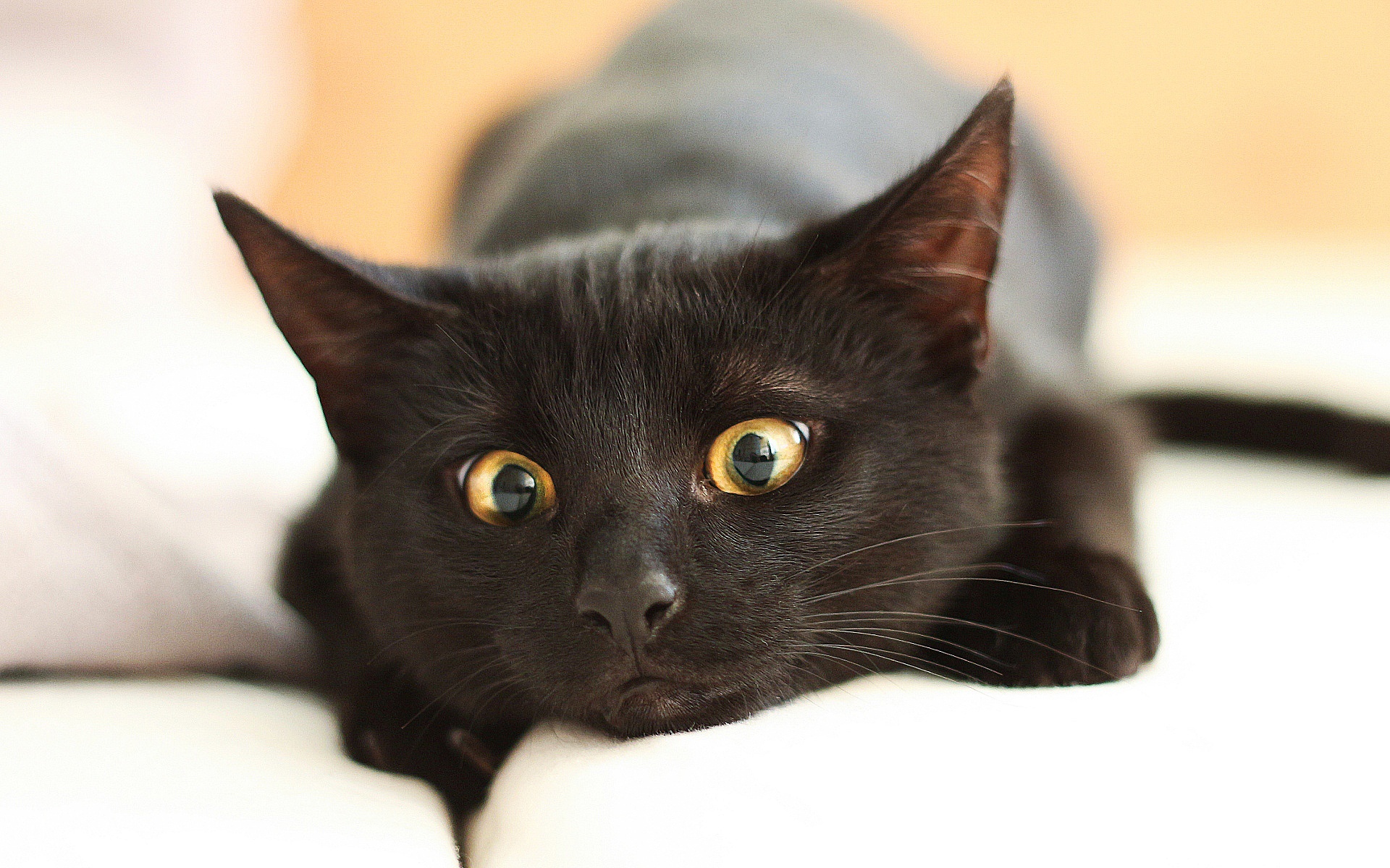 черный кот морда природа животное бесплатно