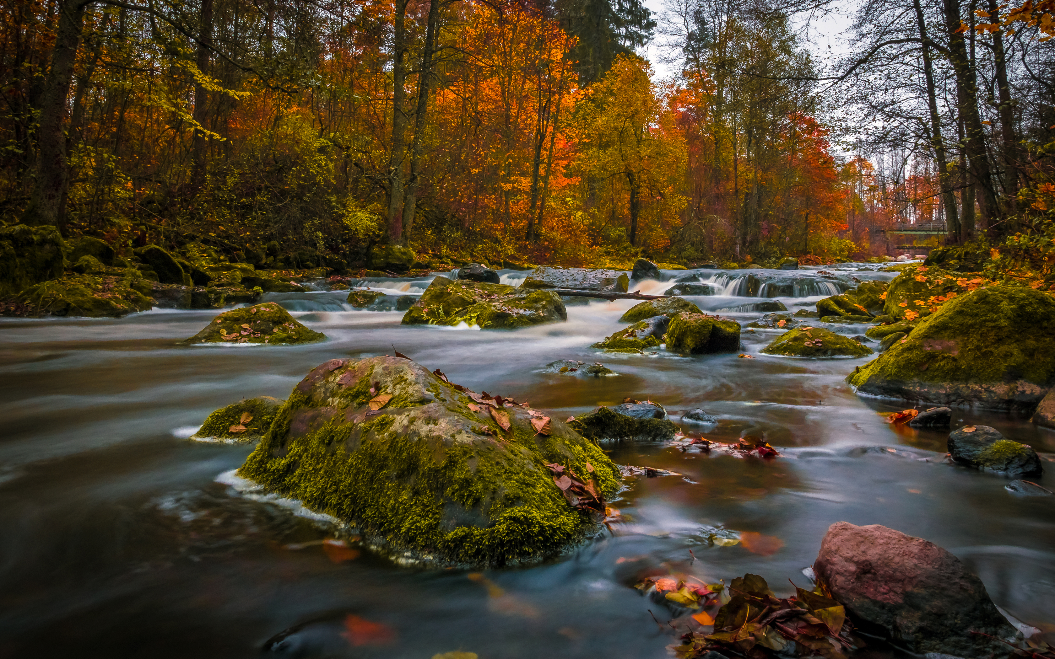 речка лес осень без смс