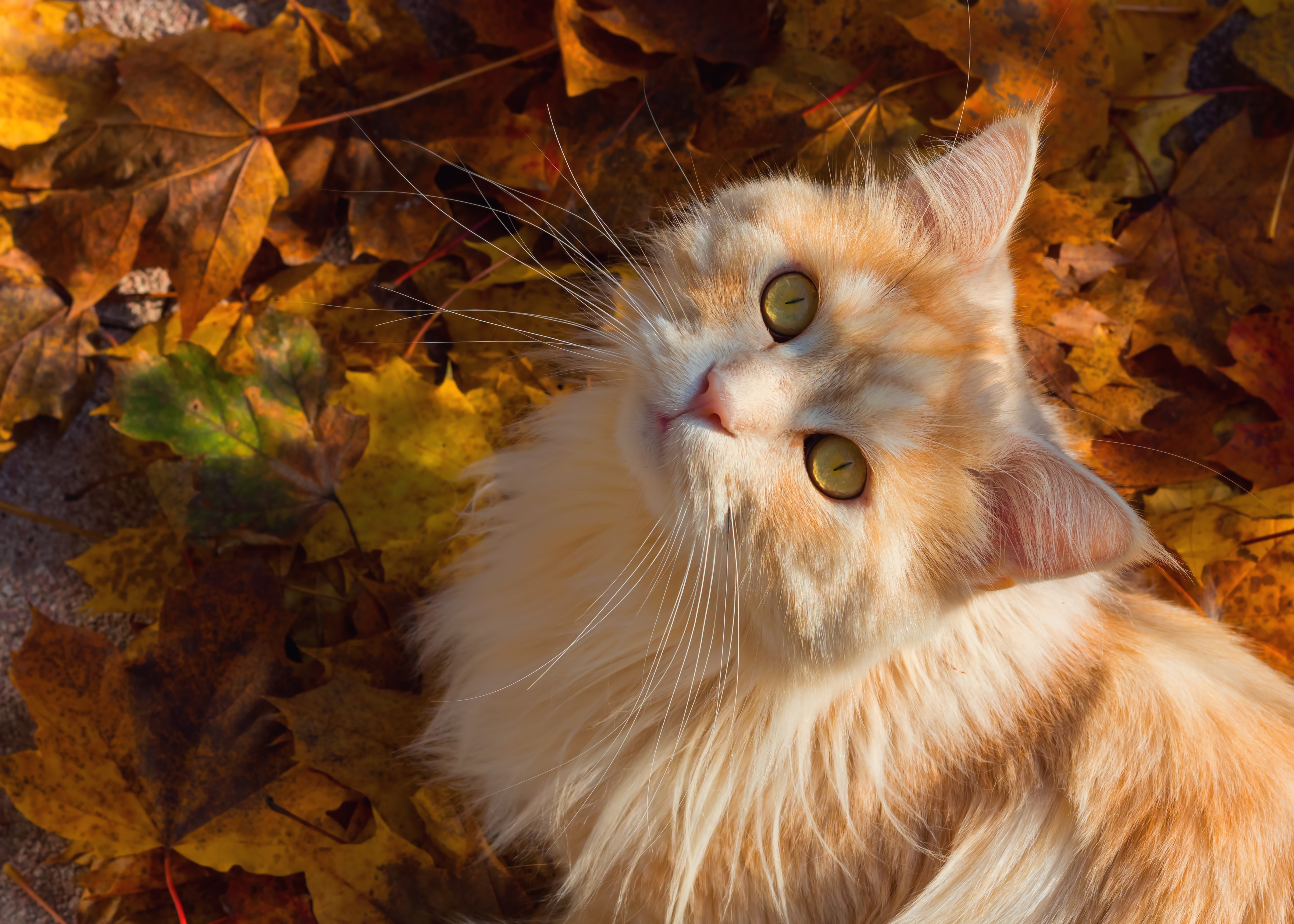 природа серый кот животное листья осень без смс