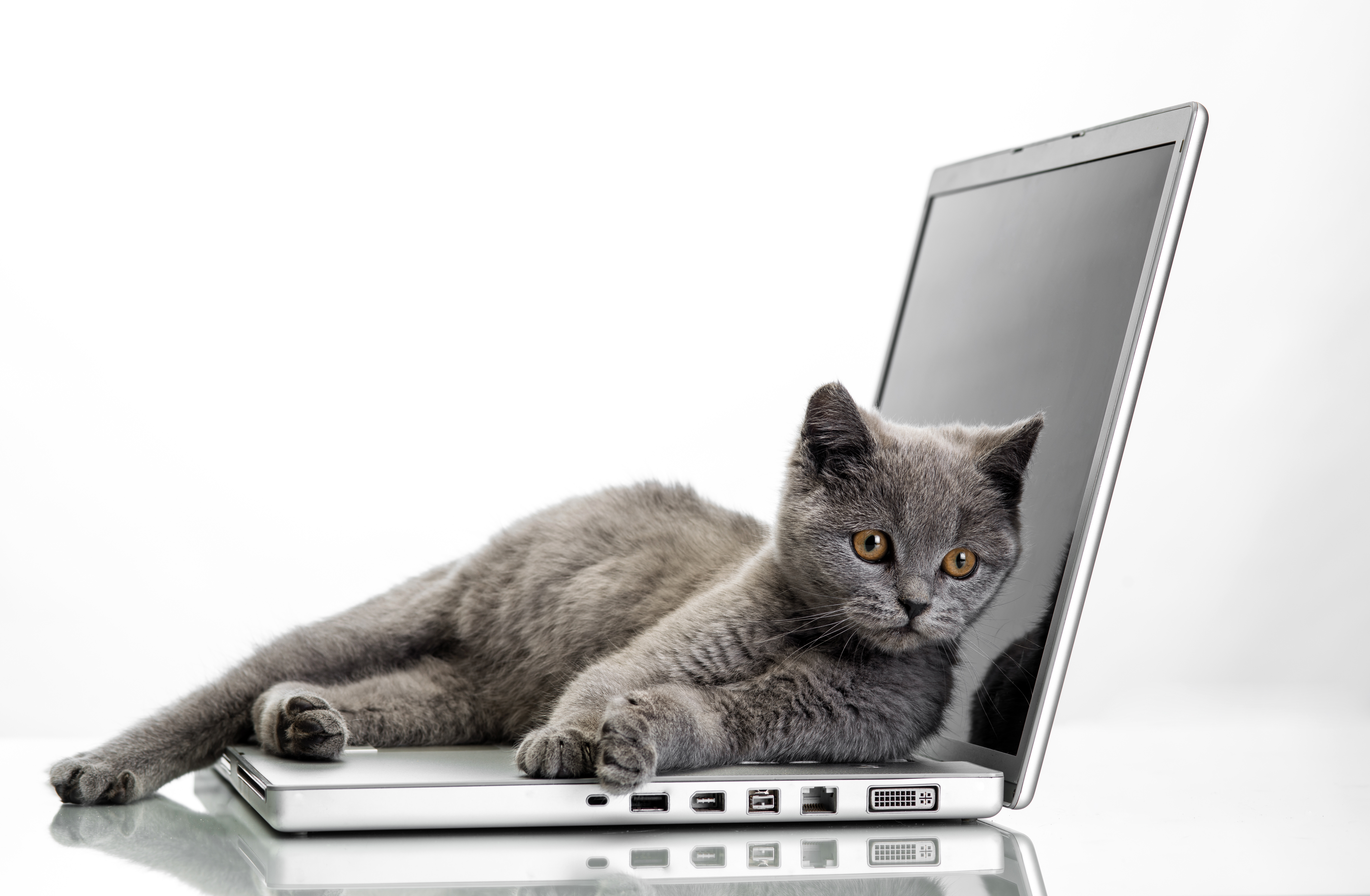 Ноутбук сатам. Кошка с ноутбуком. Ноутбук на белом фоне. Котик за компьютером. Кот и компьютер.