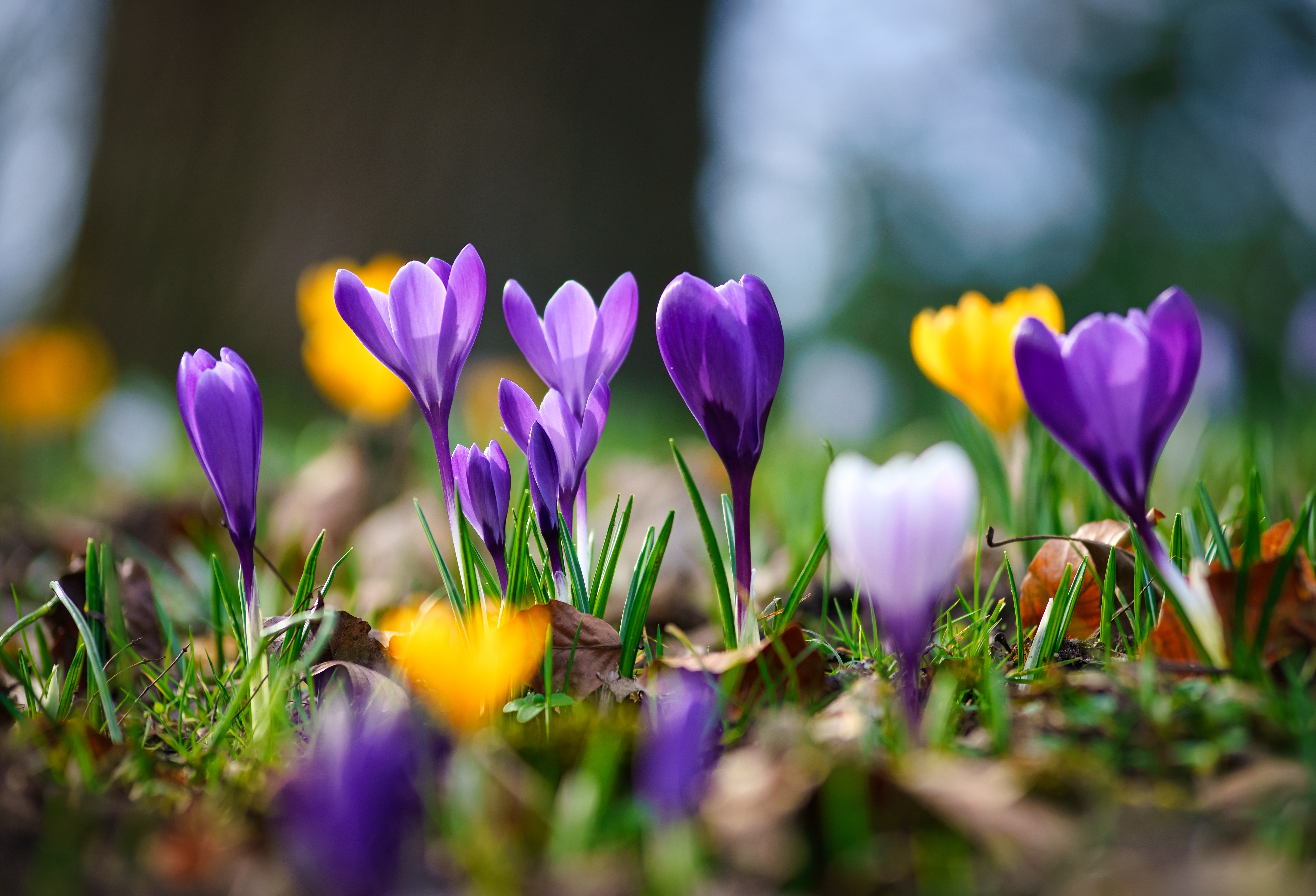 Цветы весной видео. Крокус Шафран цветок. Крокус Шафран весенний. Весенние цветы первоцветы Крокус. Шафран первоцвет.