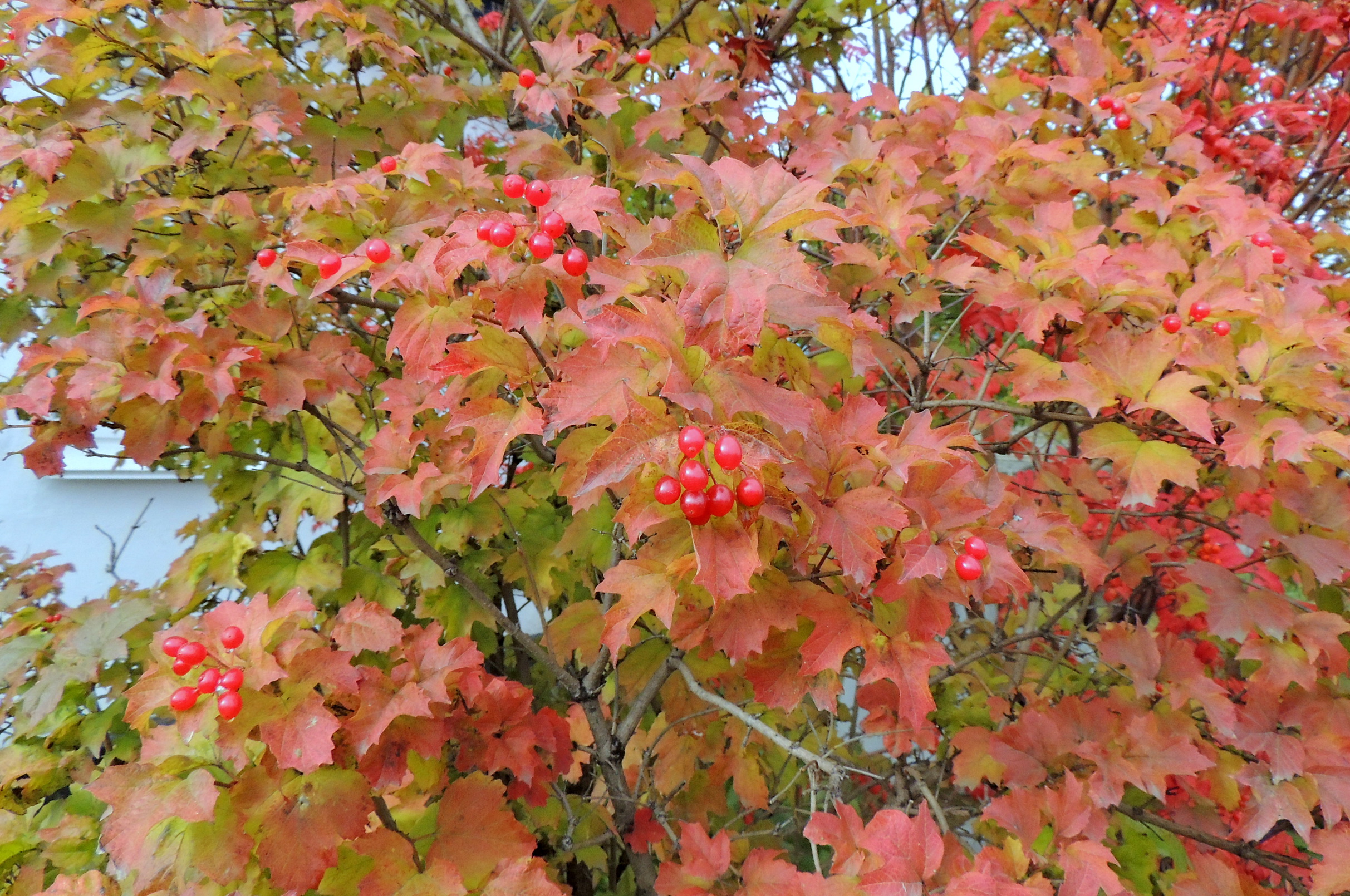 Осенние листья куста бесплатно