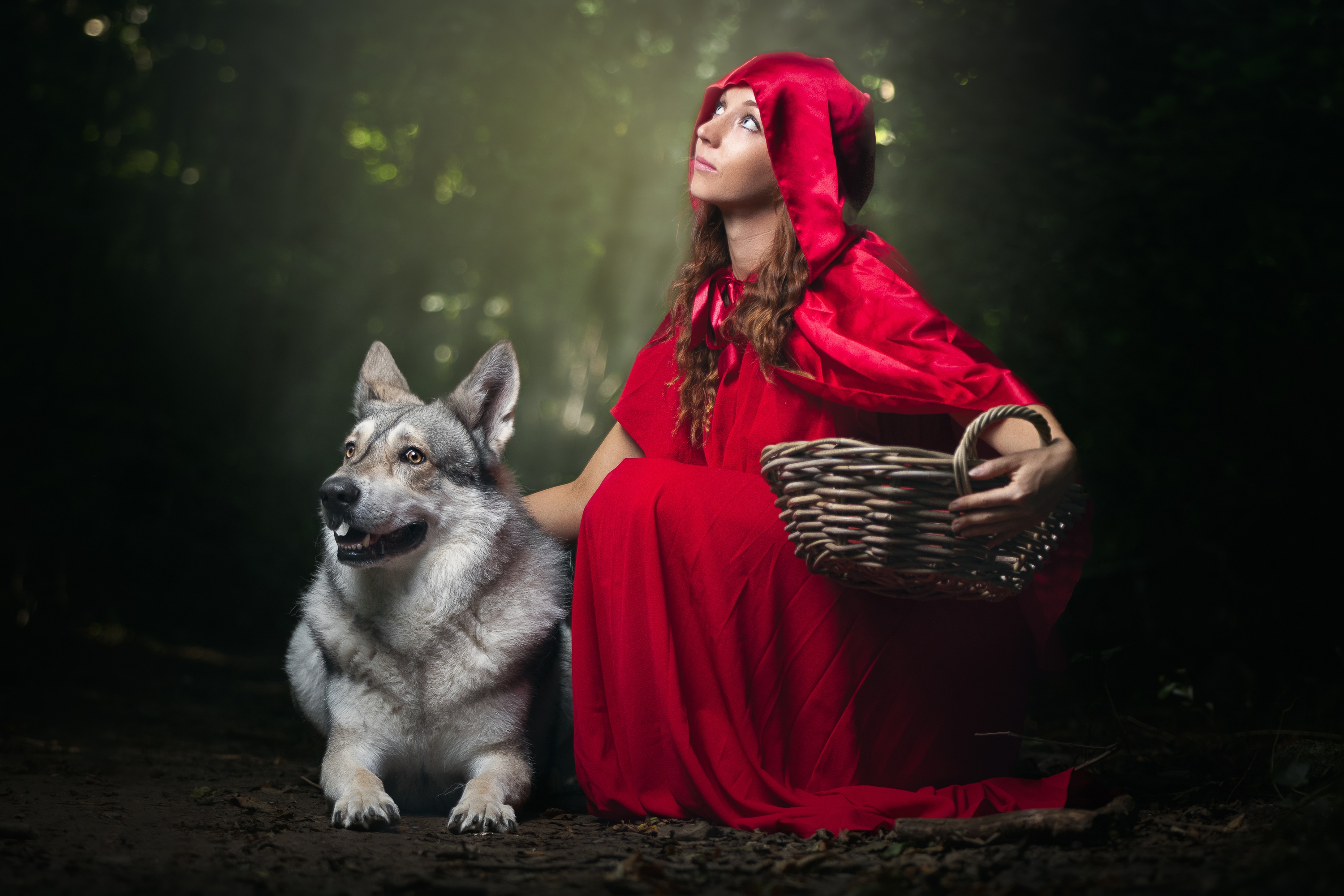 Фотографии волк Красная Шапочка молодые женщины Корзина животное Волки девушка Девушки молодая женщина корзины Корзинка Животные