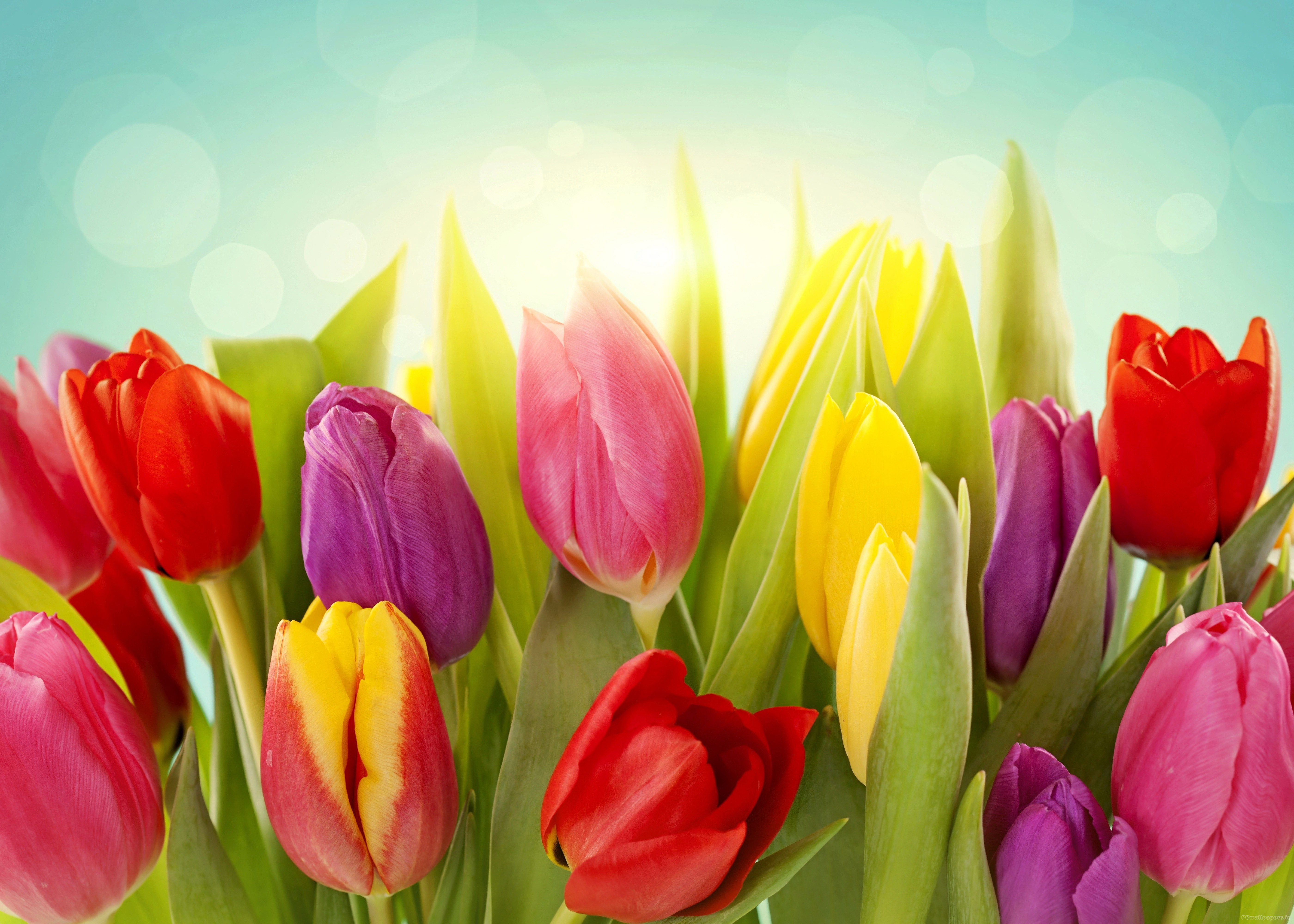 Обложка для вк тюльпаны. Цветы тюльпаны. Тюльпаны фон. Весенние тюльпаны. Тюльпаны разноцветные.