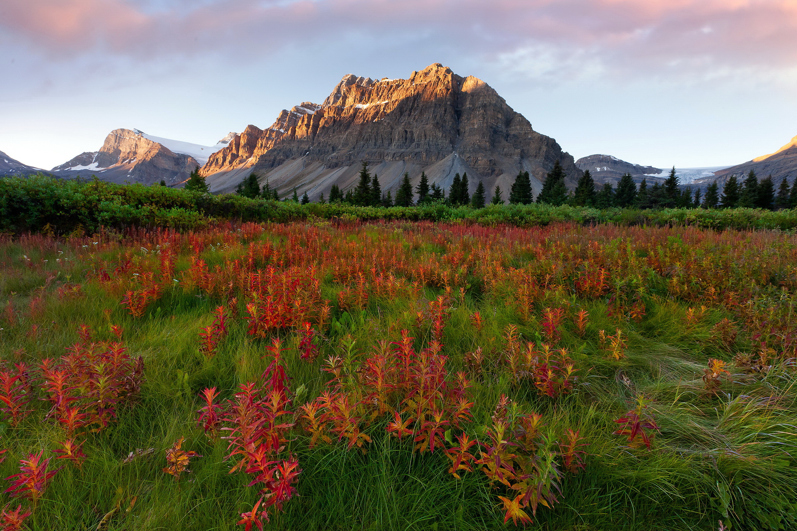 Большое разнообразие природы северной америки. Цветы Канады Банф. Растительный мир в Банф Канада.