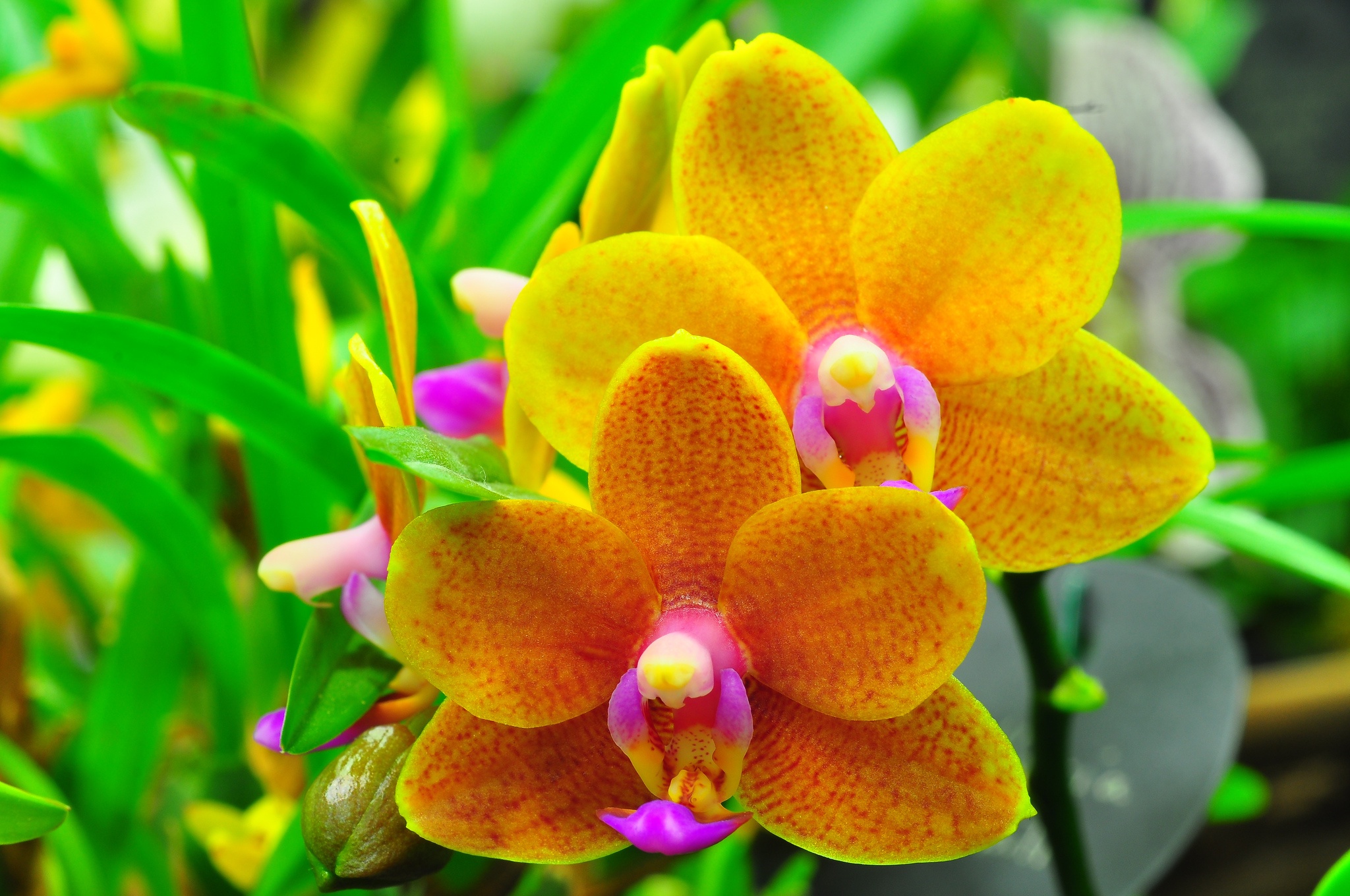 Обои цветы орхидеи