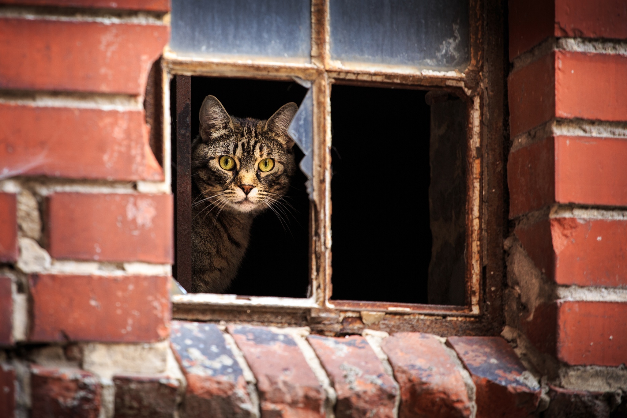 природа животные кот окно без смс