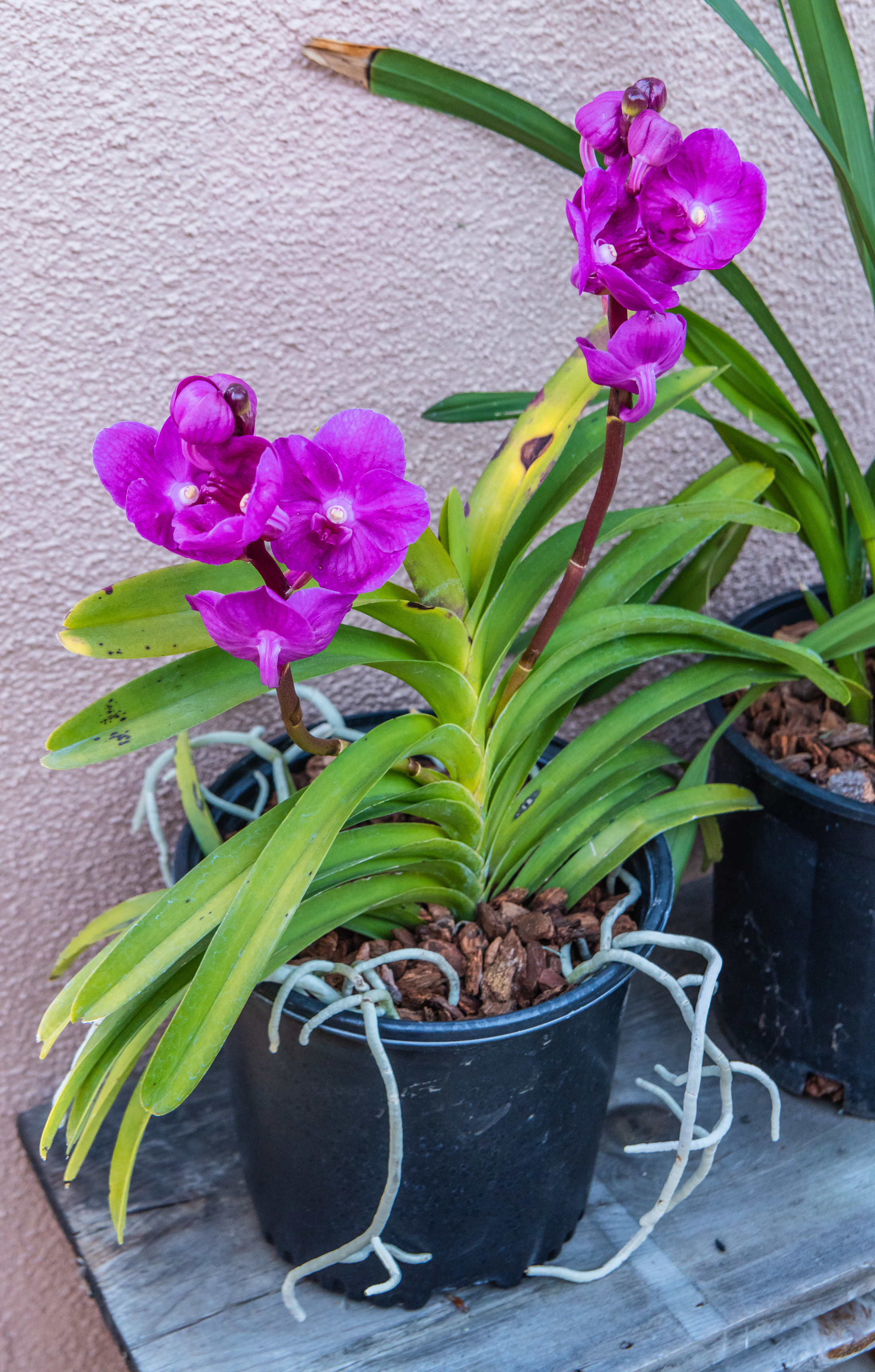 Фотографии Орхидеи фиолетовая Цветочный горшок цветок  для мобильного телефона орхидея Фиолетовый фиолетовые фиолетовых Цветы