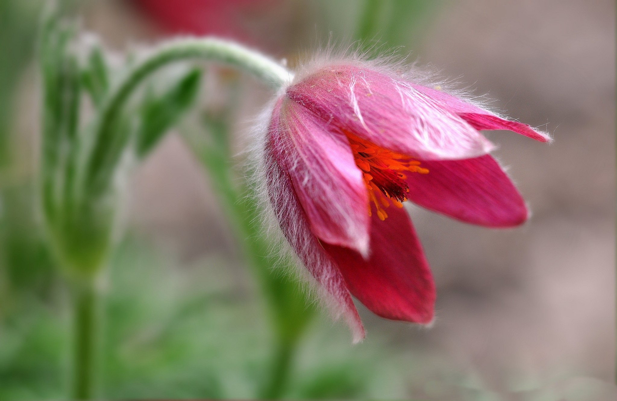 Цветок природа макро тюльпан без смс