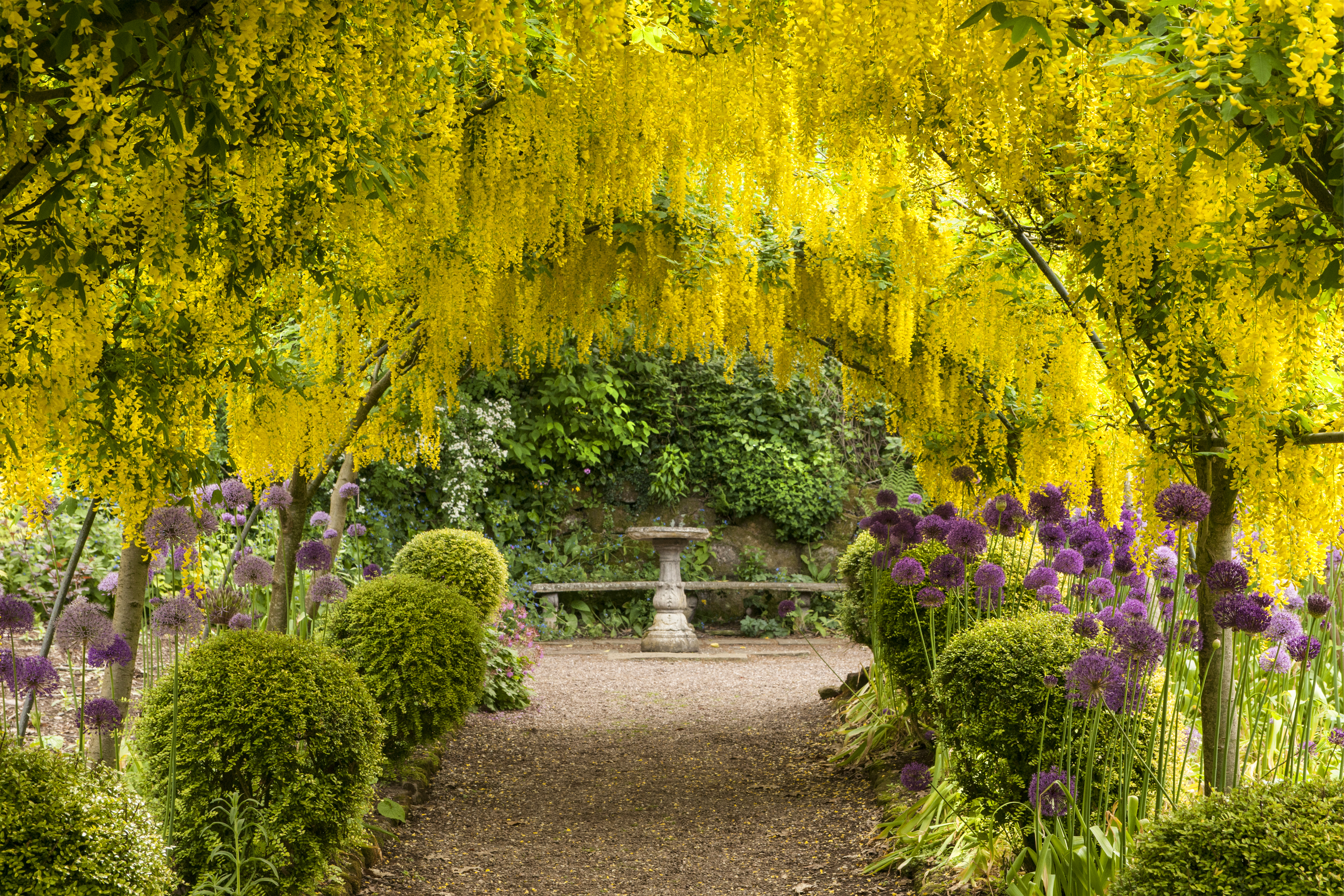 природа желтый цветок скамейка без смс