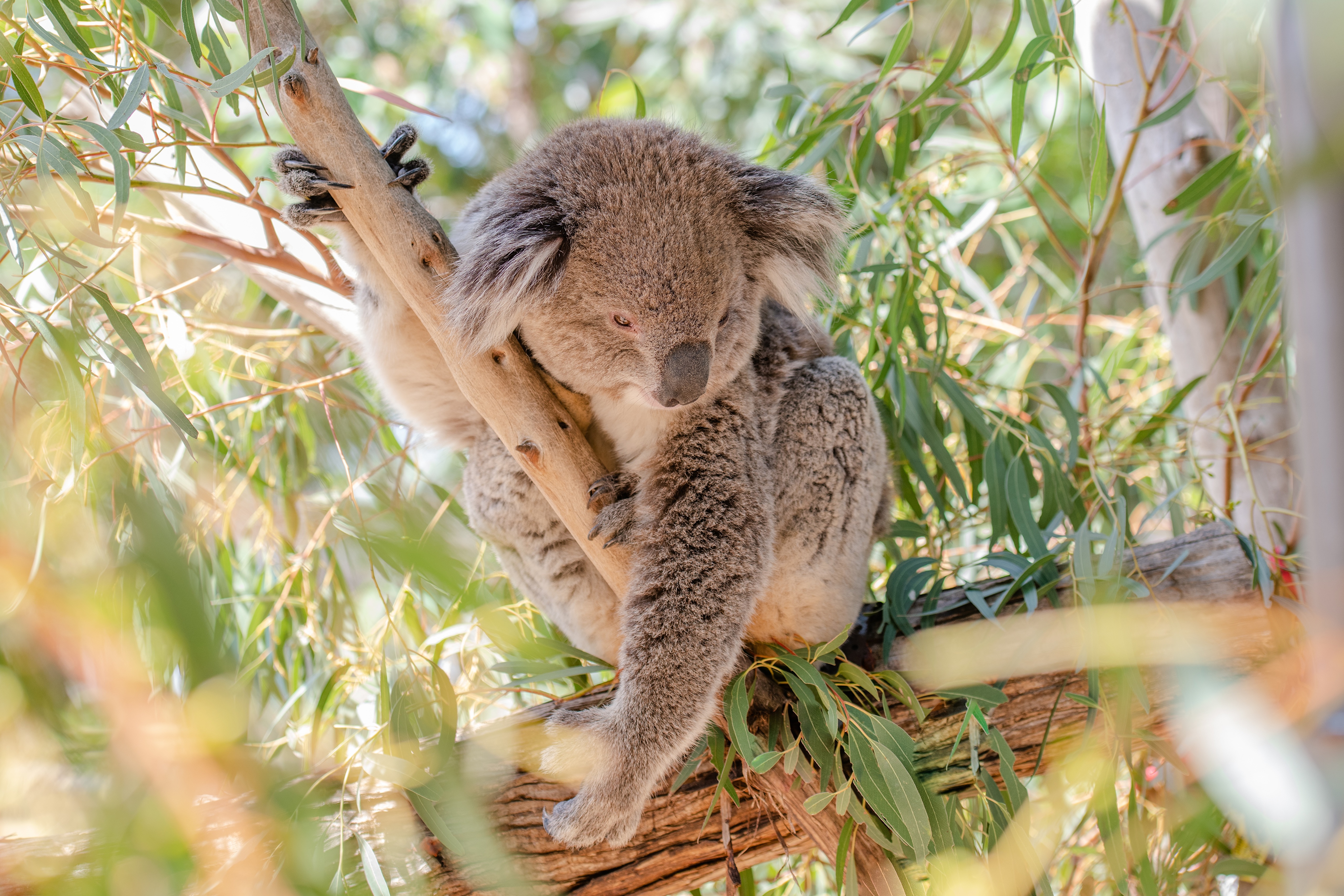 Коала природе. Кенгуру и коала. Животные Австралии кенгуру коала. Коала фото. Популяция коал.