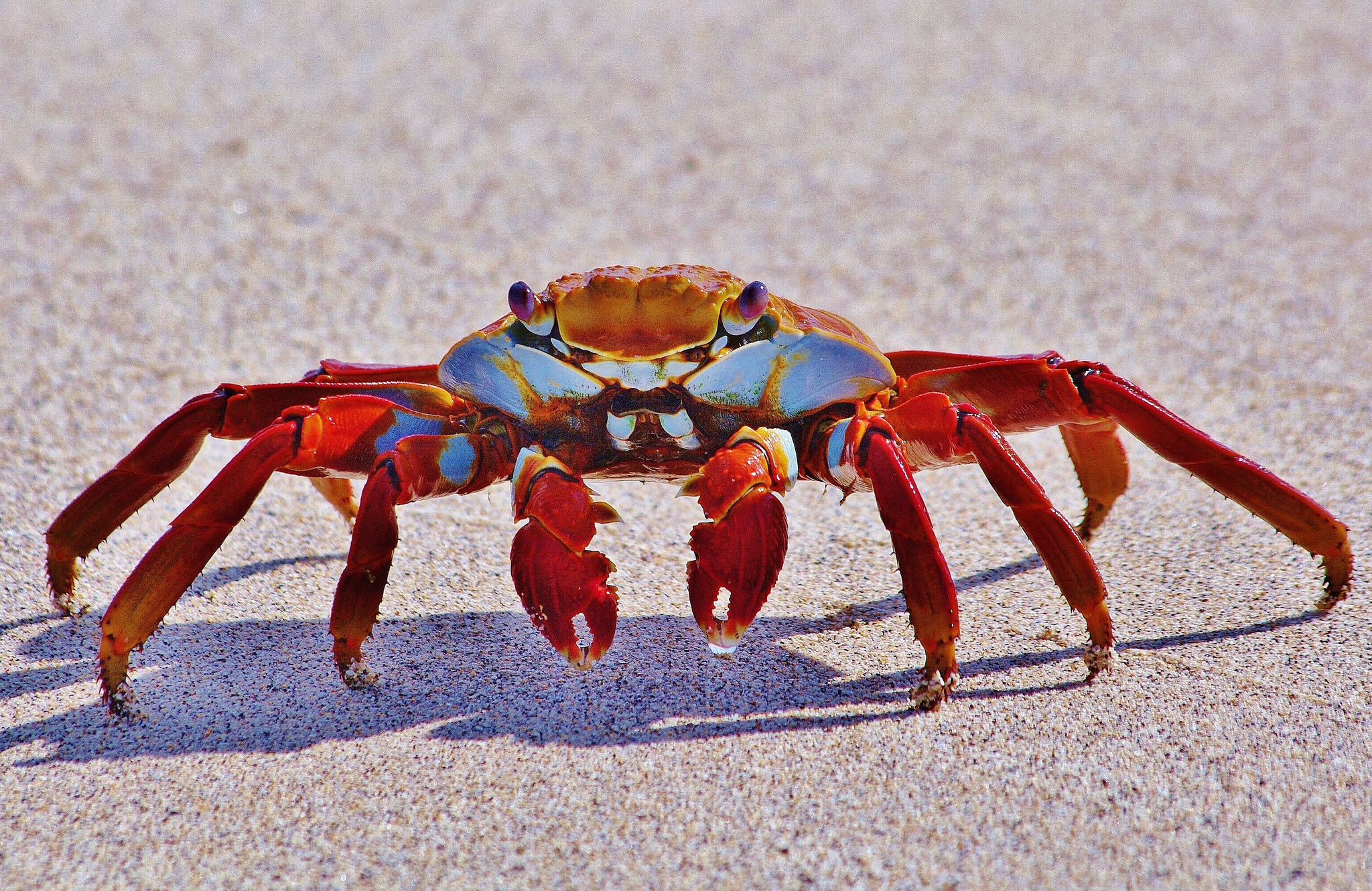 природа животные краб nature animals crab загрузить