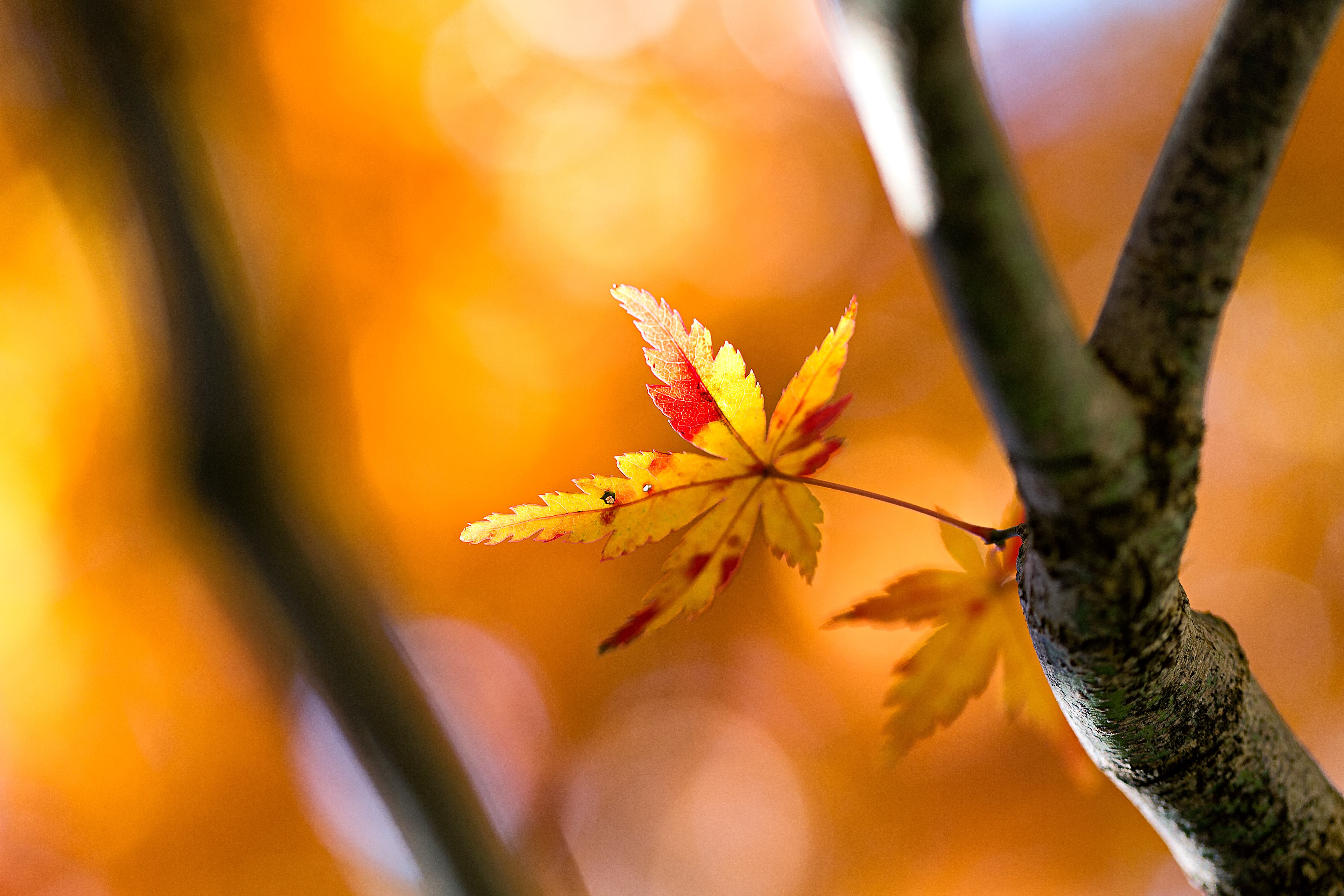 природа осень деревья девушка листья бесплатно