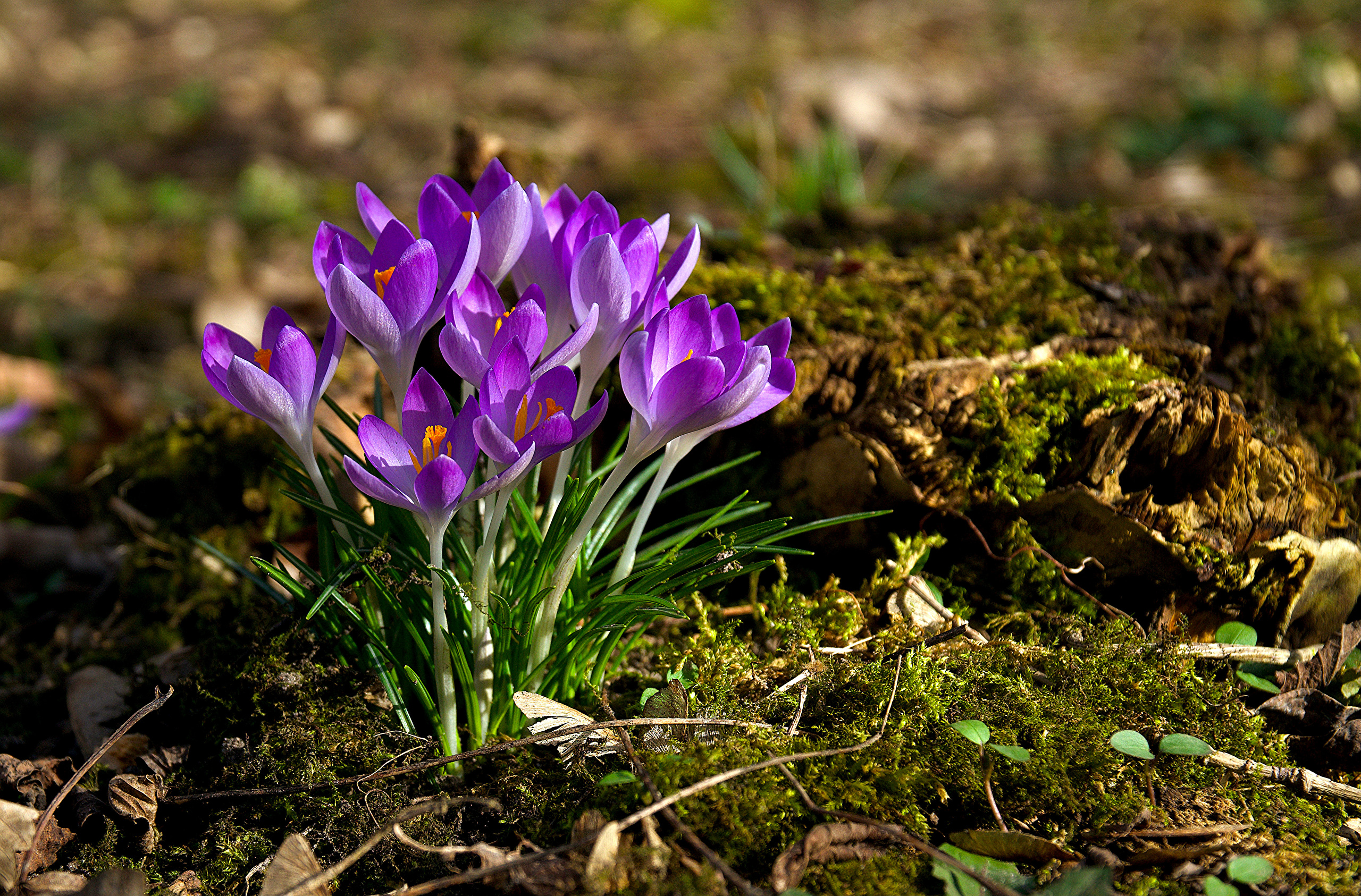 Цветы весной видео