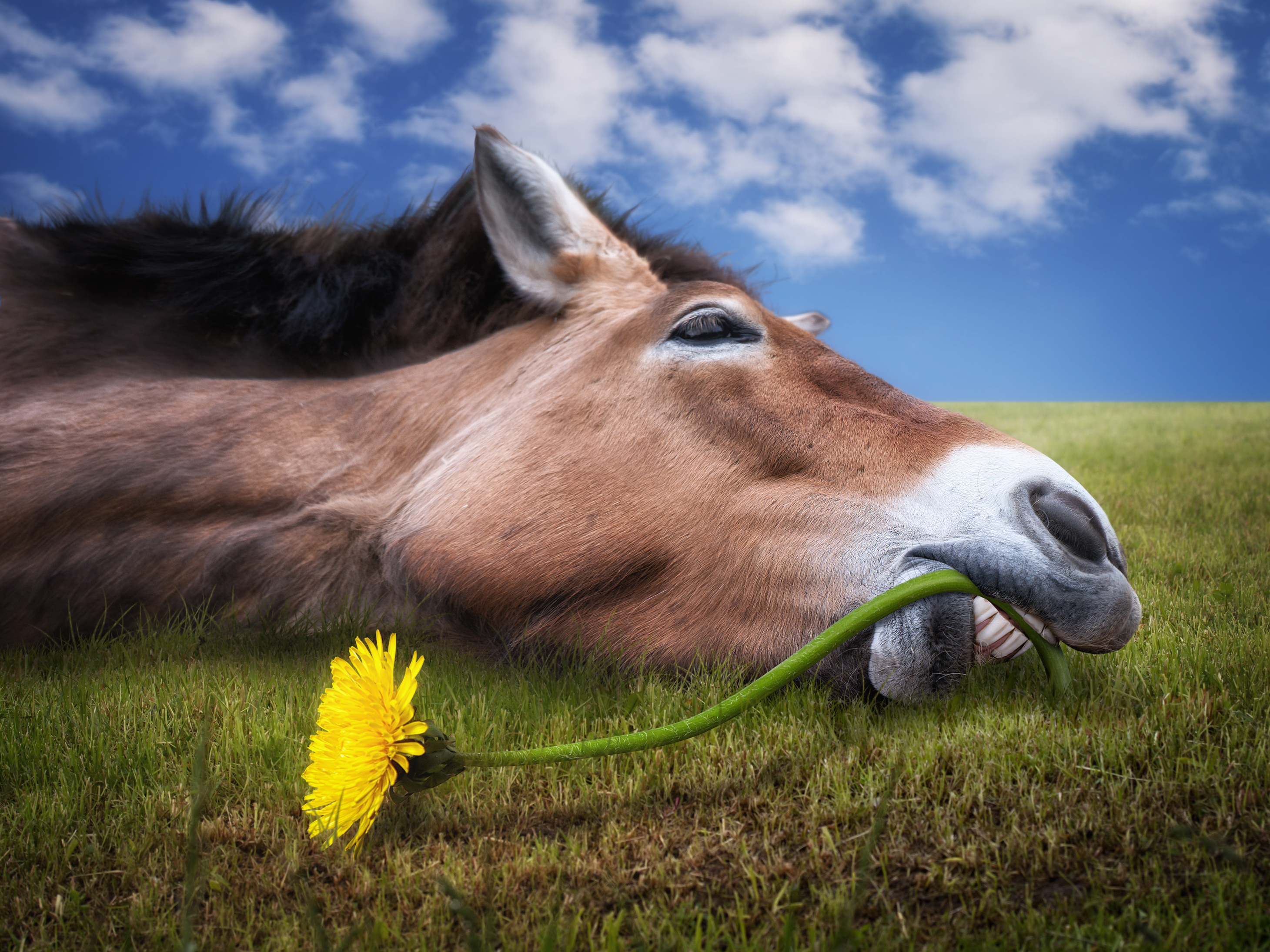 Уставший конь. Морда лошади. Конь в траве. Лошади заржали. Конь лежит на траве.