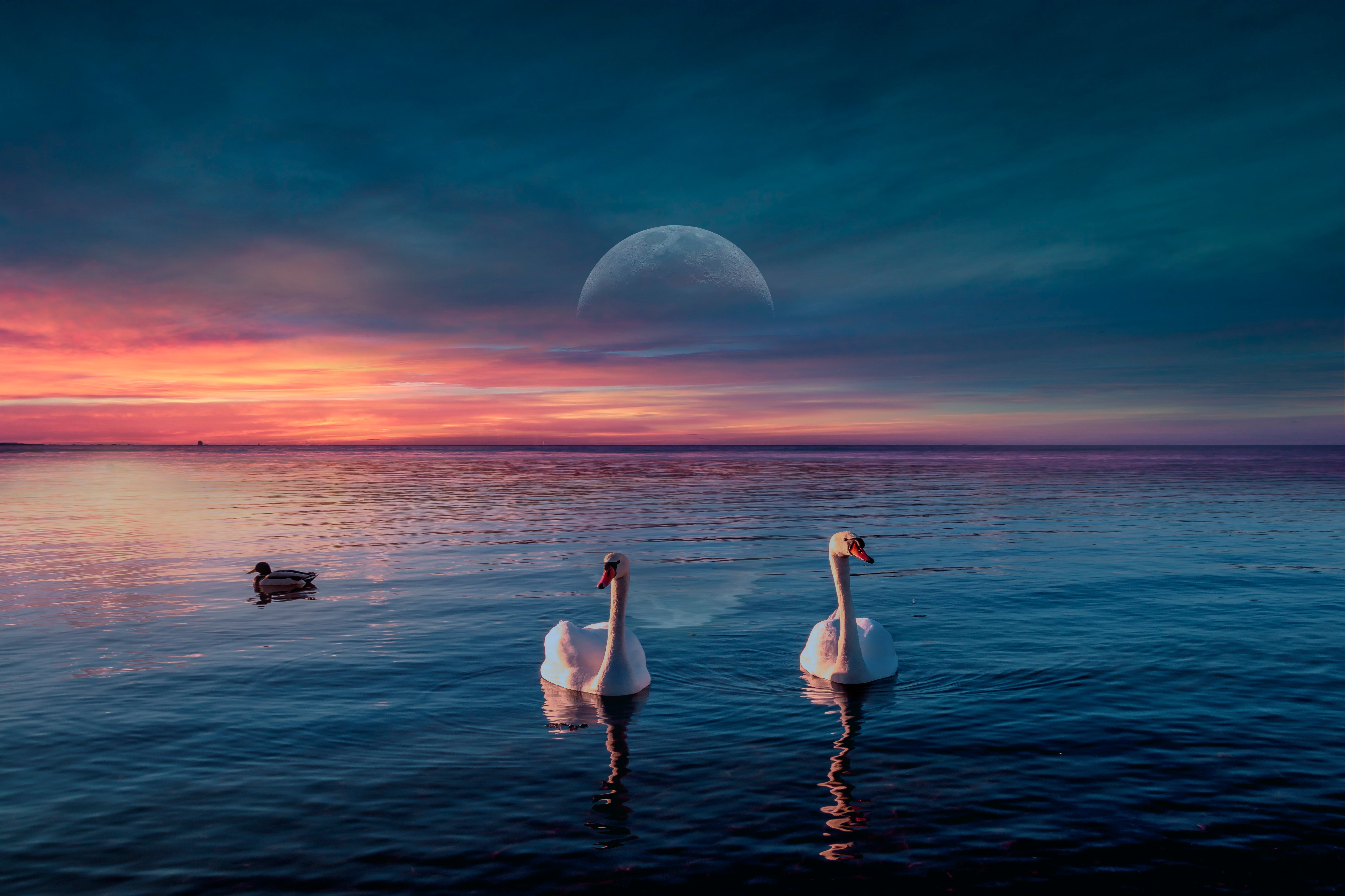 Картинки утка птица Лебеди луны рассвет и закат Животные 7087x4724 Утки Птицы лебедь Луна луной Рассветы и закаты животное