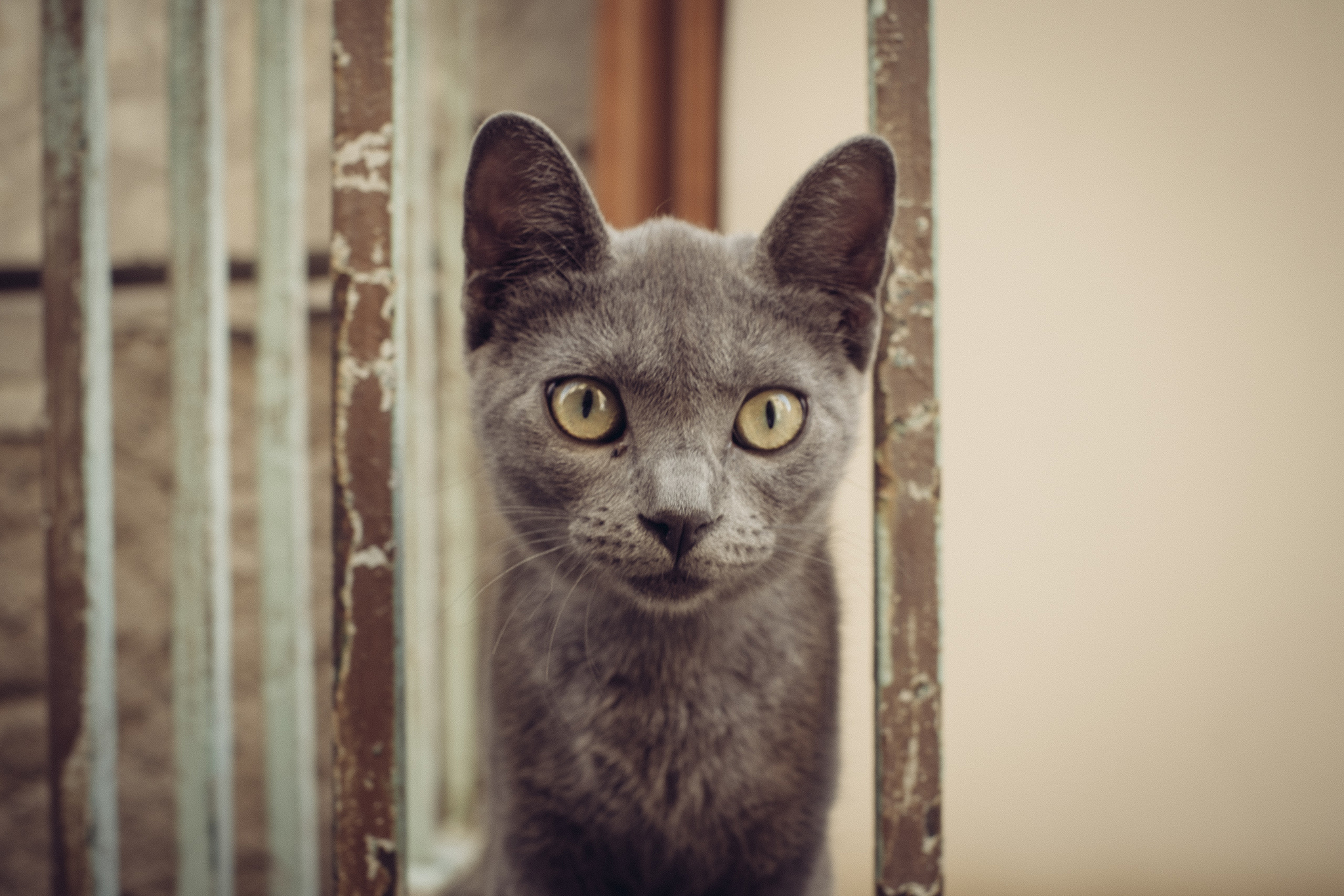 британский короткошерстный кот серый. сибирский голубая кошка короткошерстная. серые посмотрите. серые посмотрите. нибелунг (порода кошек).