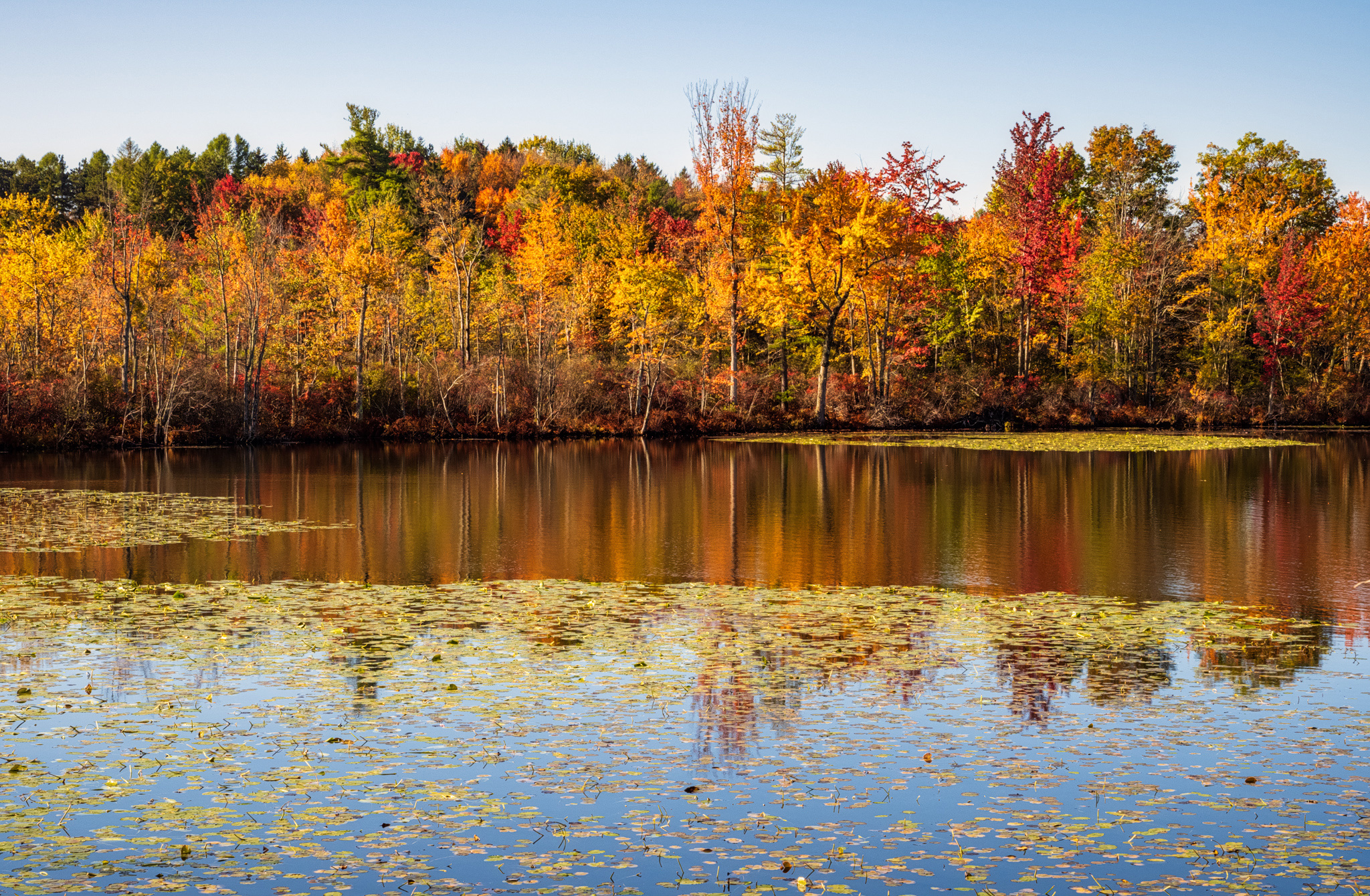 Озеро осенью фото Фотография США лист Beaver Lake Nature Center осенние 2048x1340