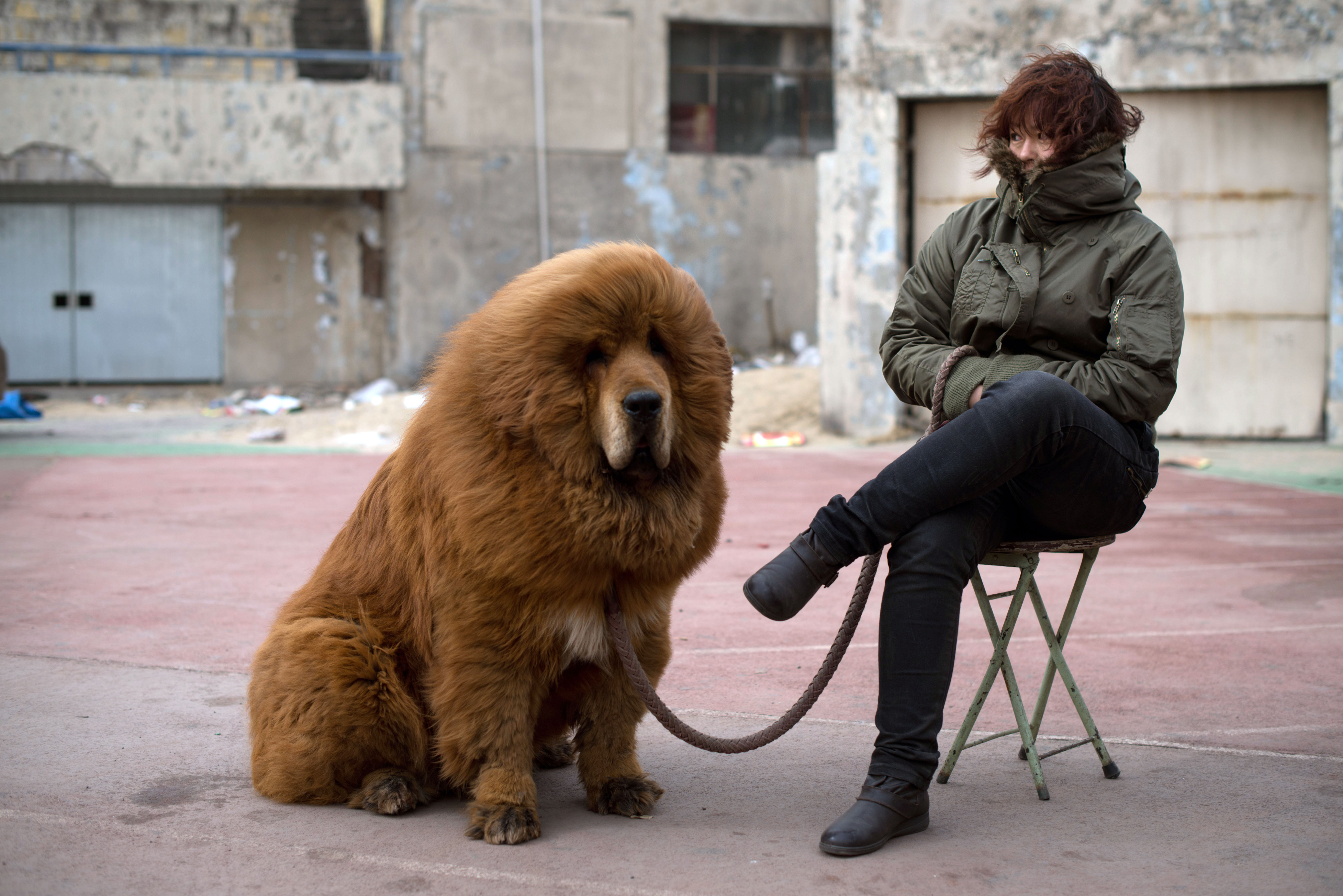 Тибетский мастиф собака фотографии с человеком фото