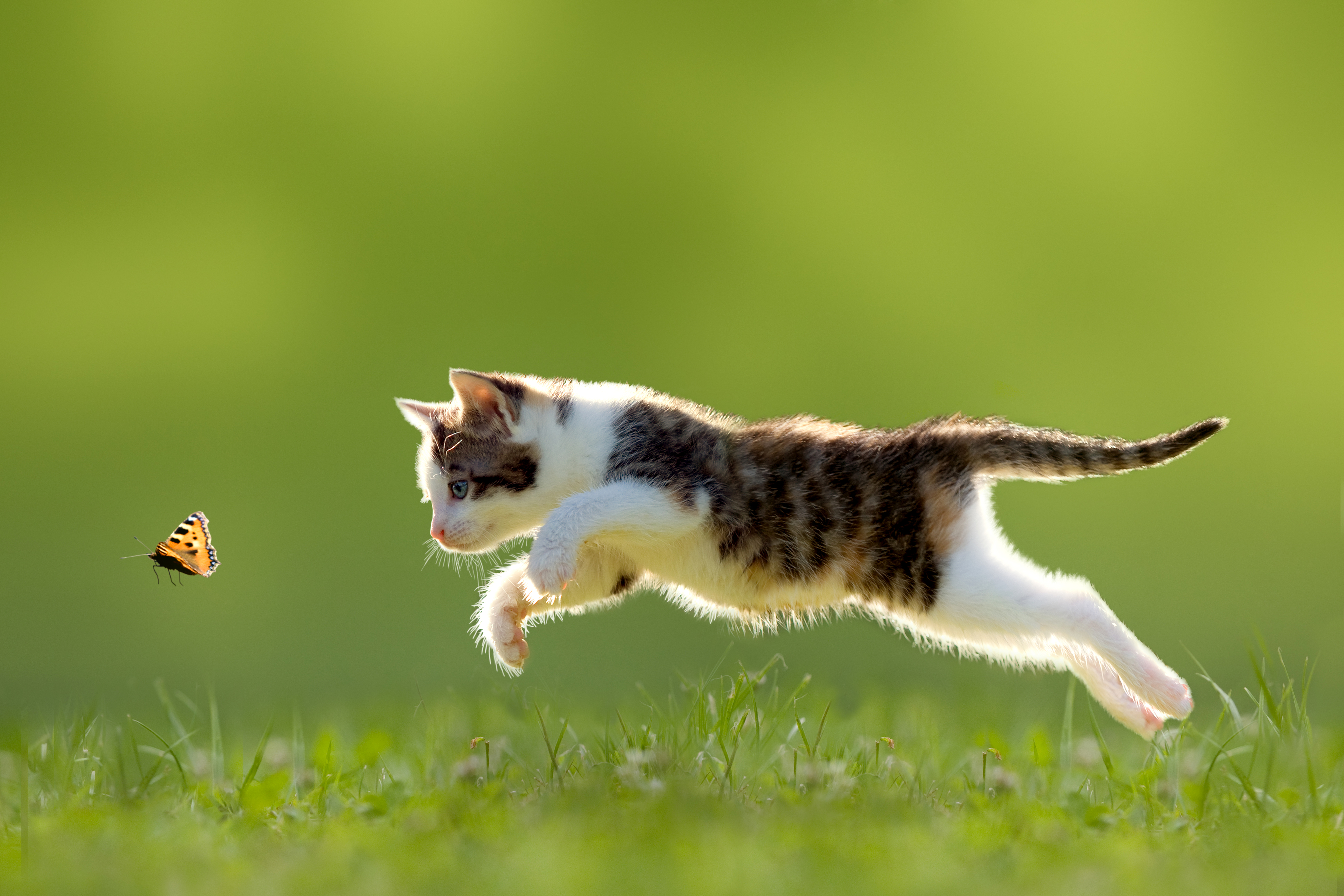Chase animals. Кошка бежит. Кошка в прыжке. Котенок прыгает. Котики в движении.