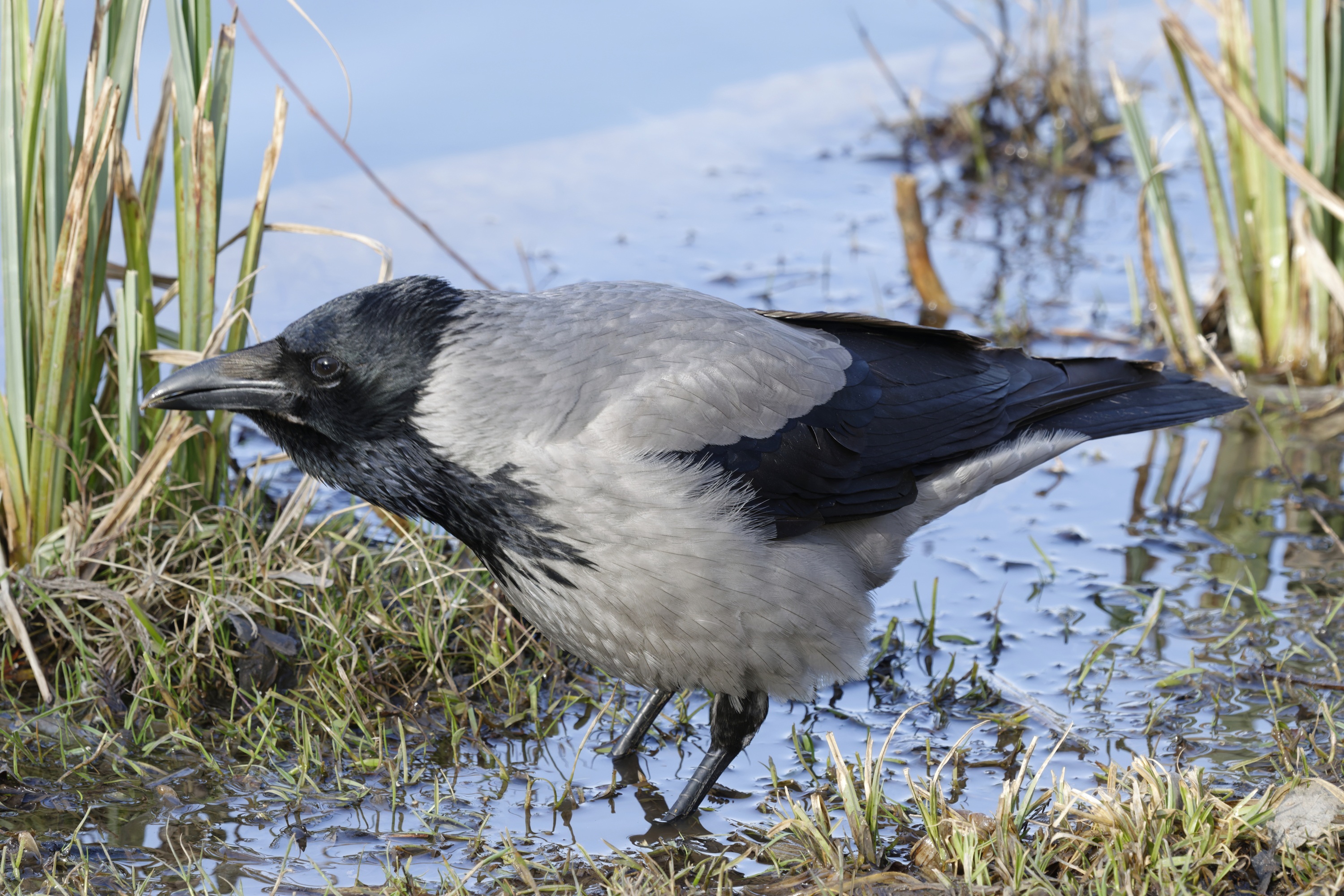 Crow full. Ворона. Ворон. Вороны птицы. Ворона фото.