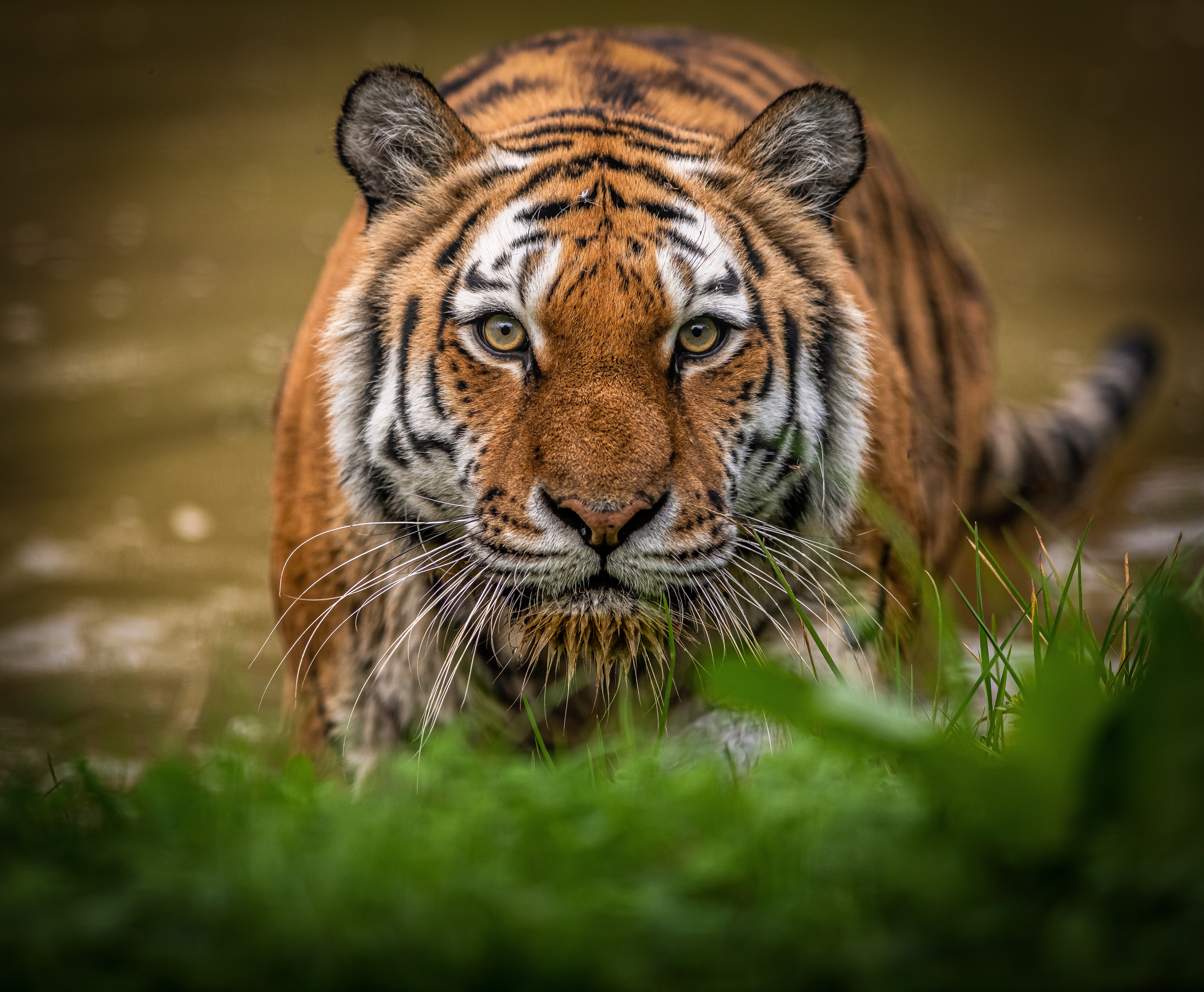 Картинка Тигры морды смотрят Животные 5370x4423 тигр Морда Взгляд смотрит животное
