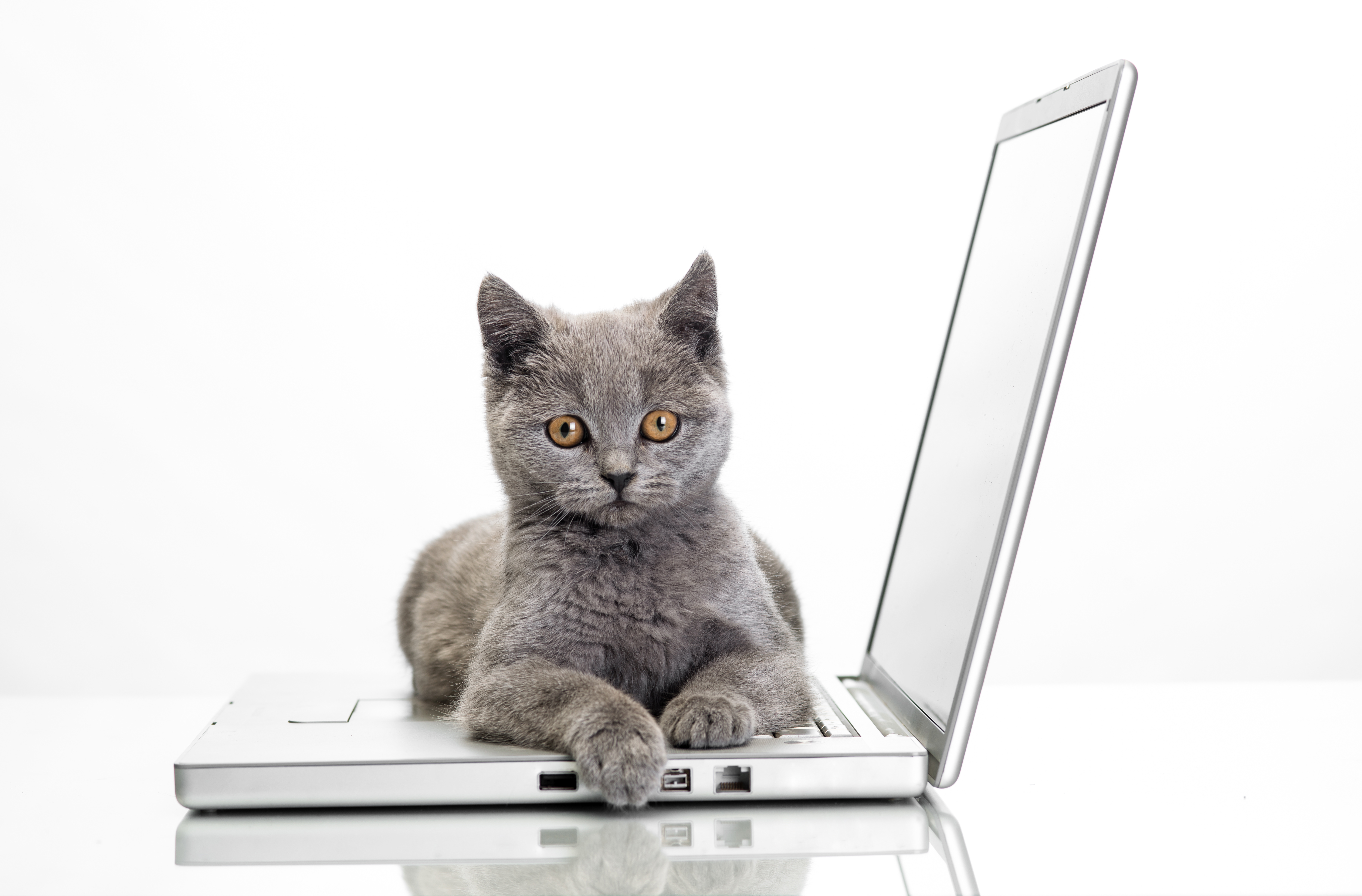Ноутбук сатам. Кот с ноутбуком. Котик за компьютером. Кошка и компьютер. Котенок на ноутбуке.