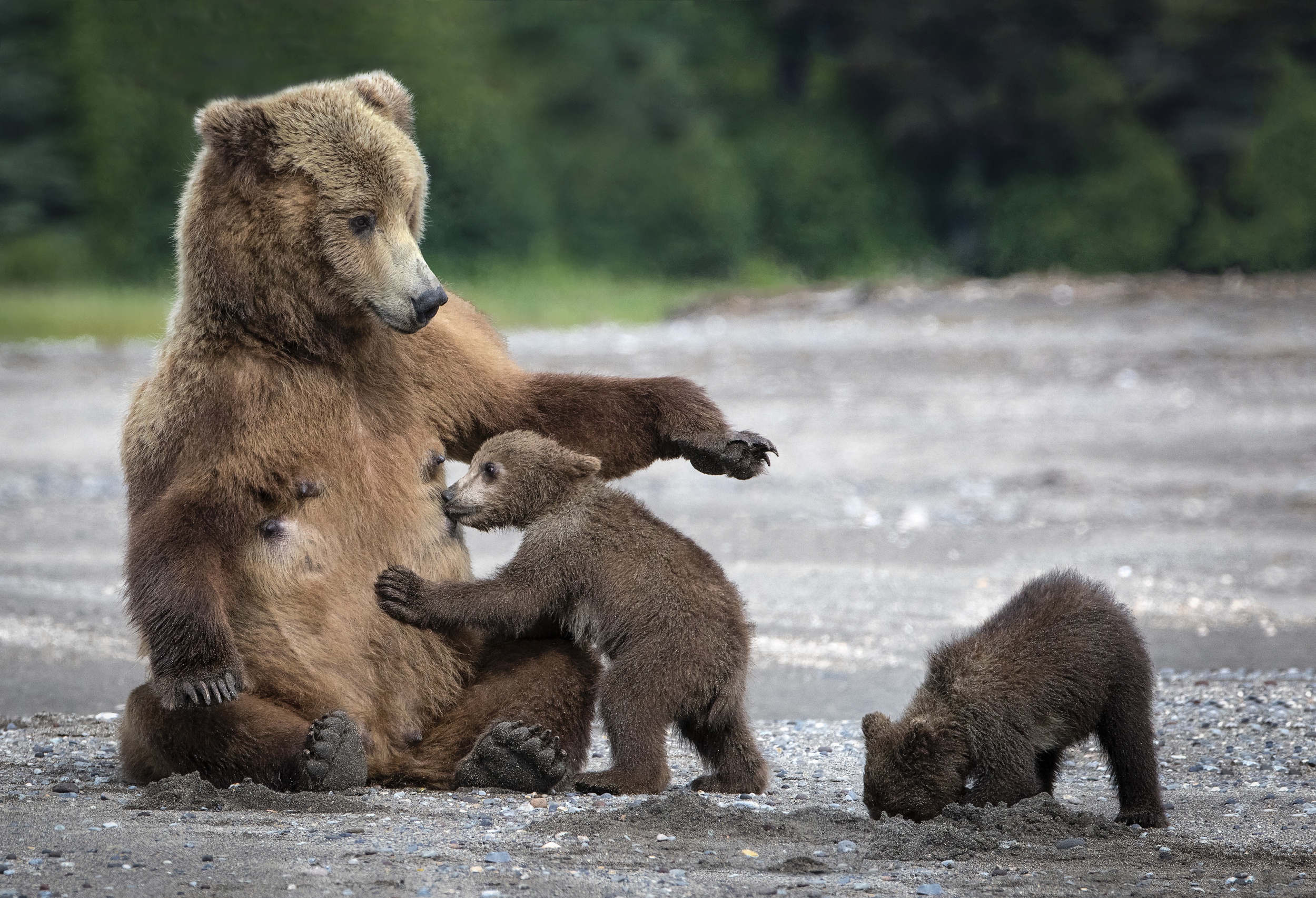 Звери про медведь. Бурый медведь с медвежатами. Медведица с медвежатами. Медведь с медвежонком. Мама Медведица и Медвежонок.
