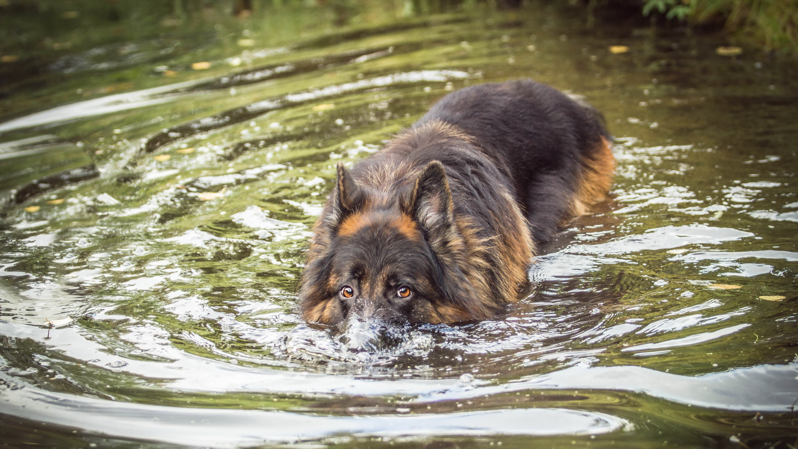 собака вода бег природа животное скачать