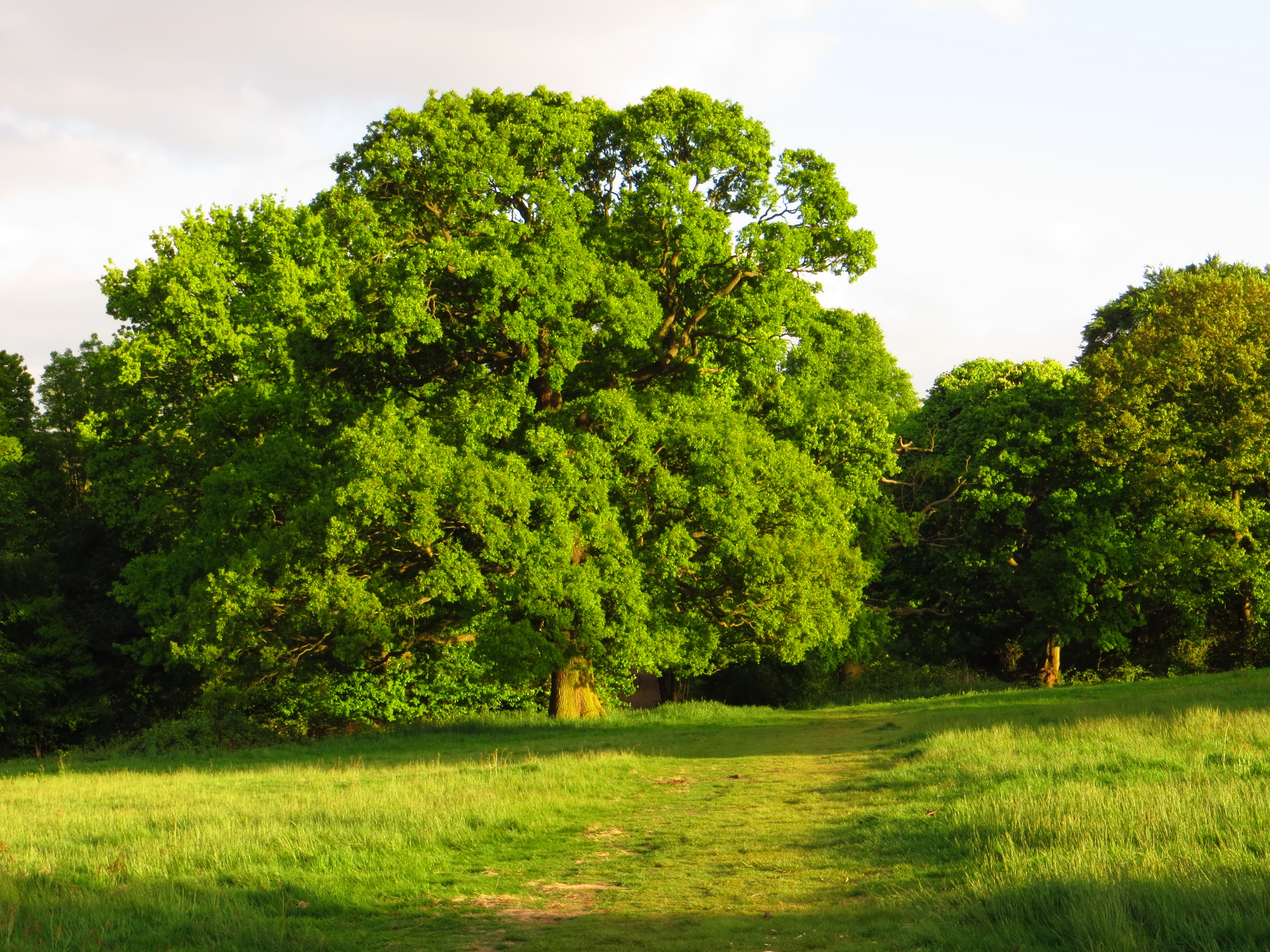 Картинки природа деревья. ЛИМУЗЕНСКИЙ дуб. Дубовая роща Ясная Поляна. Дуб парк Фредвилл, Нонингтон, Великобритания. Дубовая роща в Каунасе.