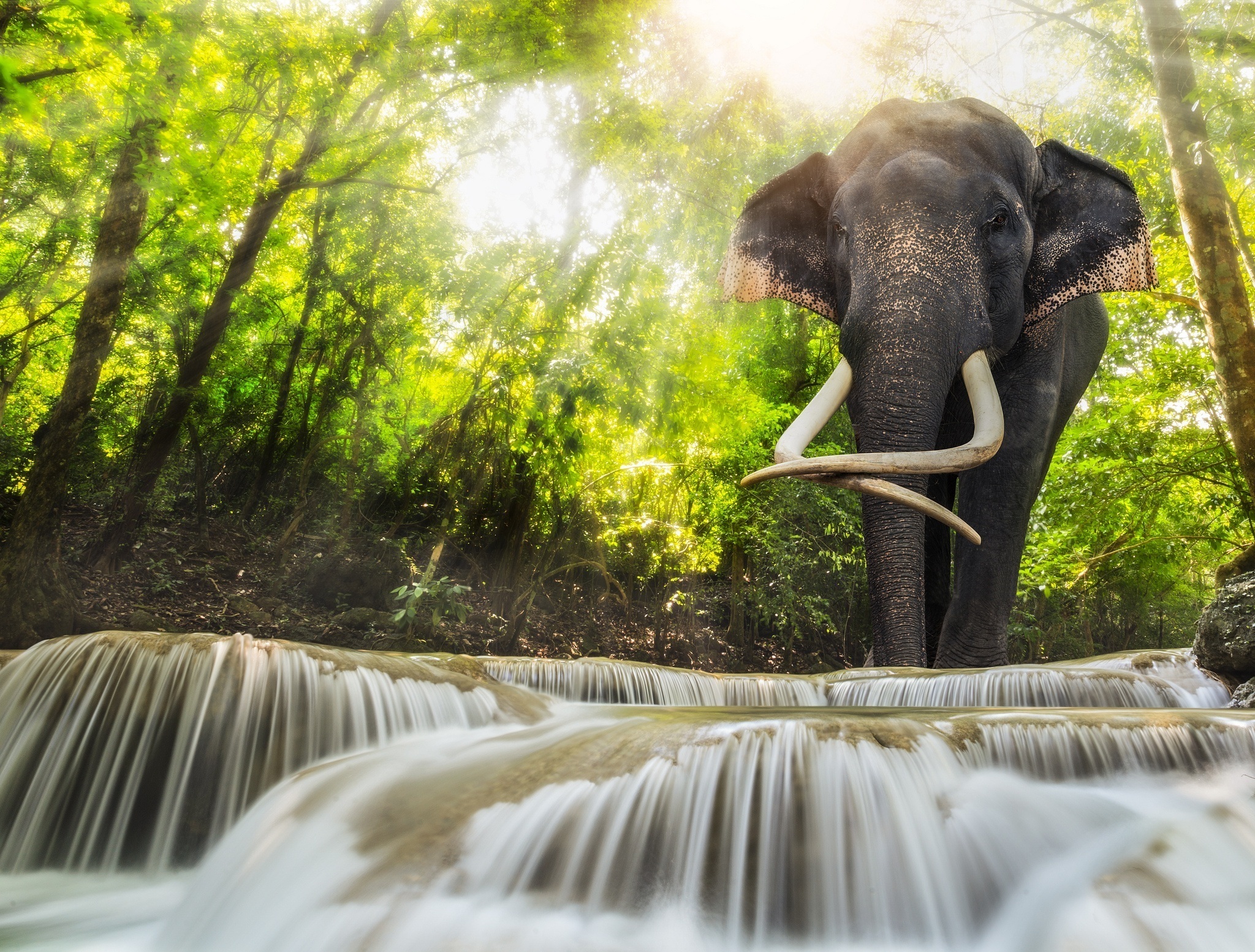 Слоны через реку бесплатно
