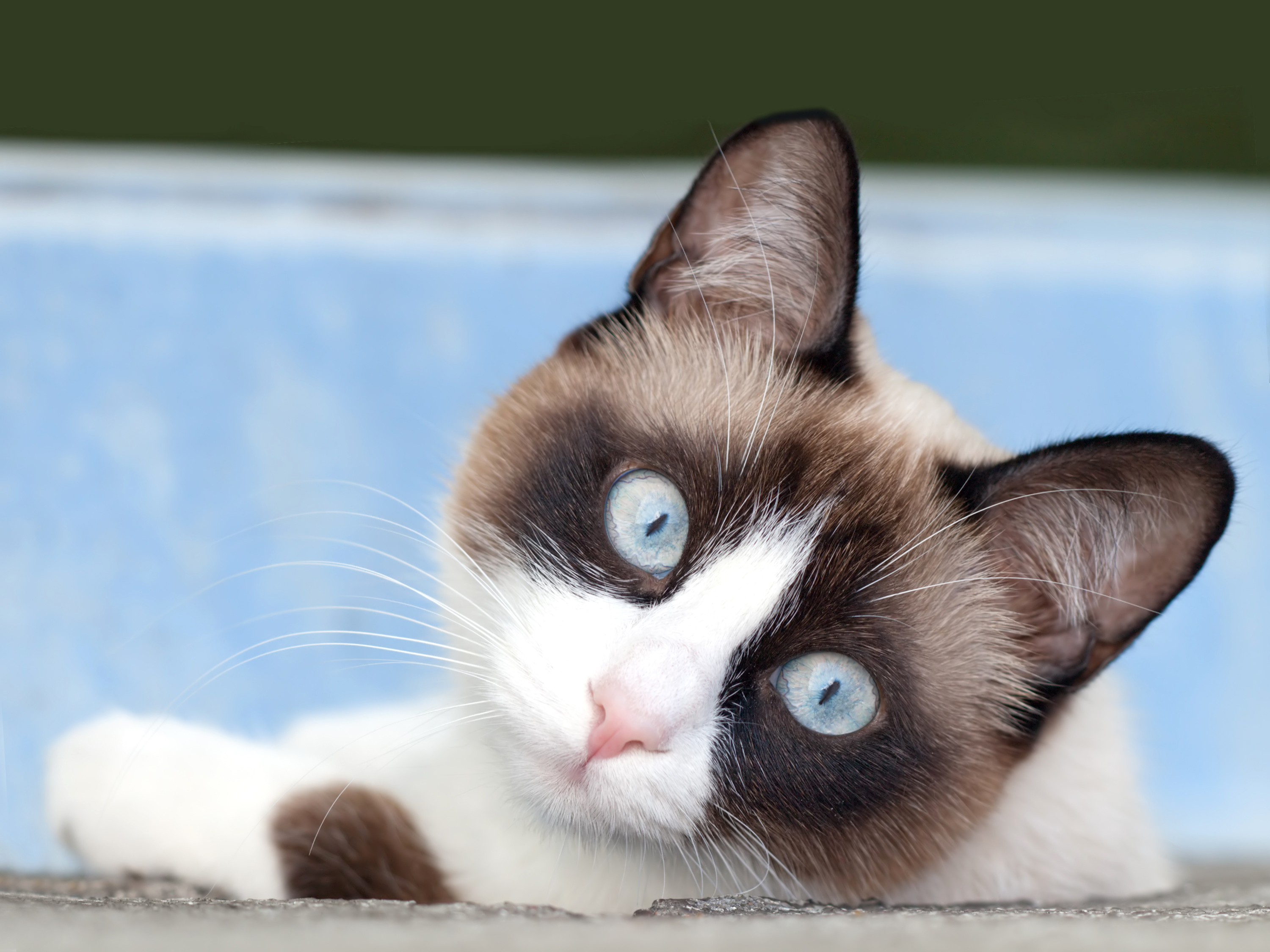 Рассмотрите фотографию кошки породы сноу шу. Сиамский Сноу-Шу. Сноу-Шу кошка. Сиамский кот Сноу Шу. Тайская кошка Сноу Шу.